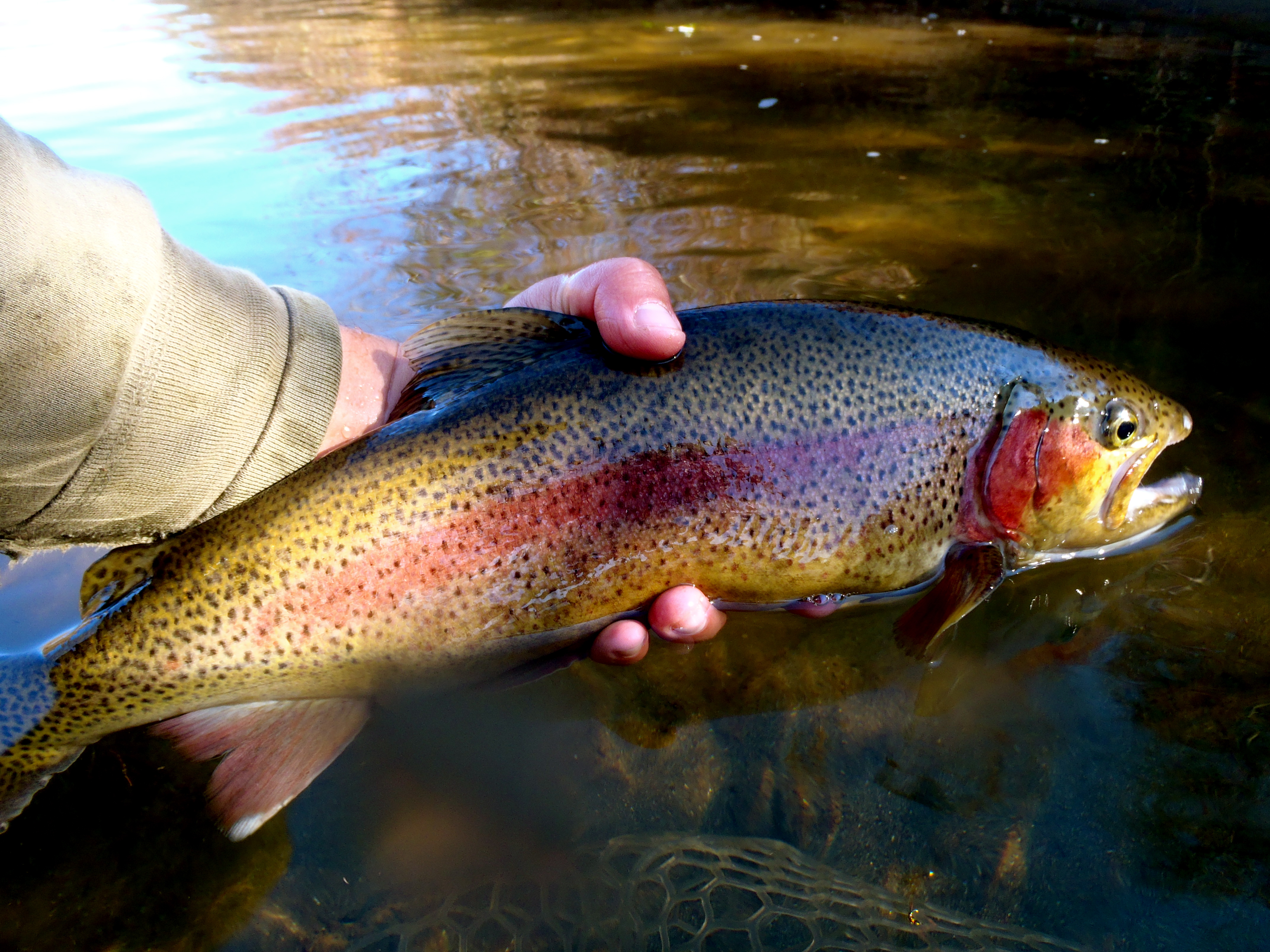 Fly Fish the Western North Carolina Fly Fishing Trail Hookers Fly