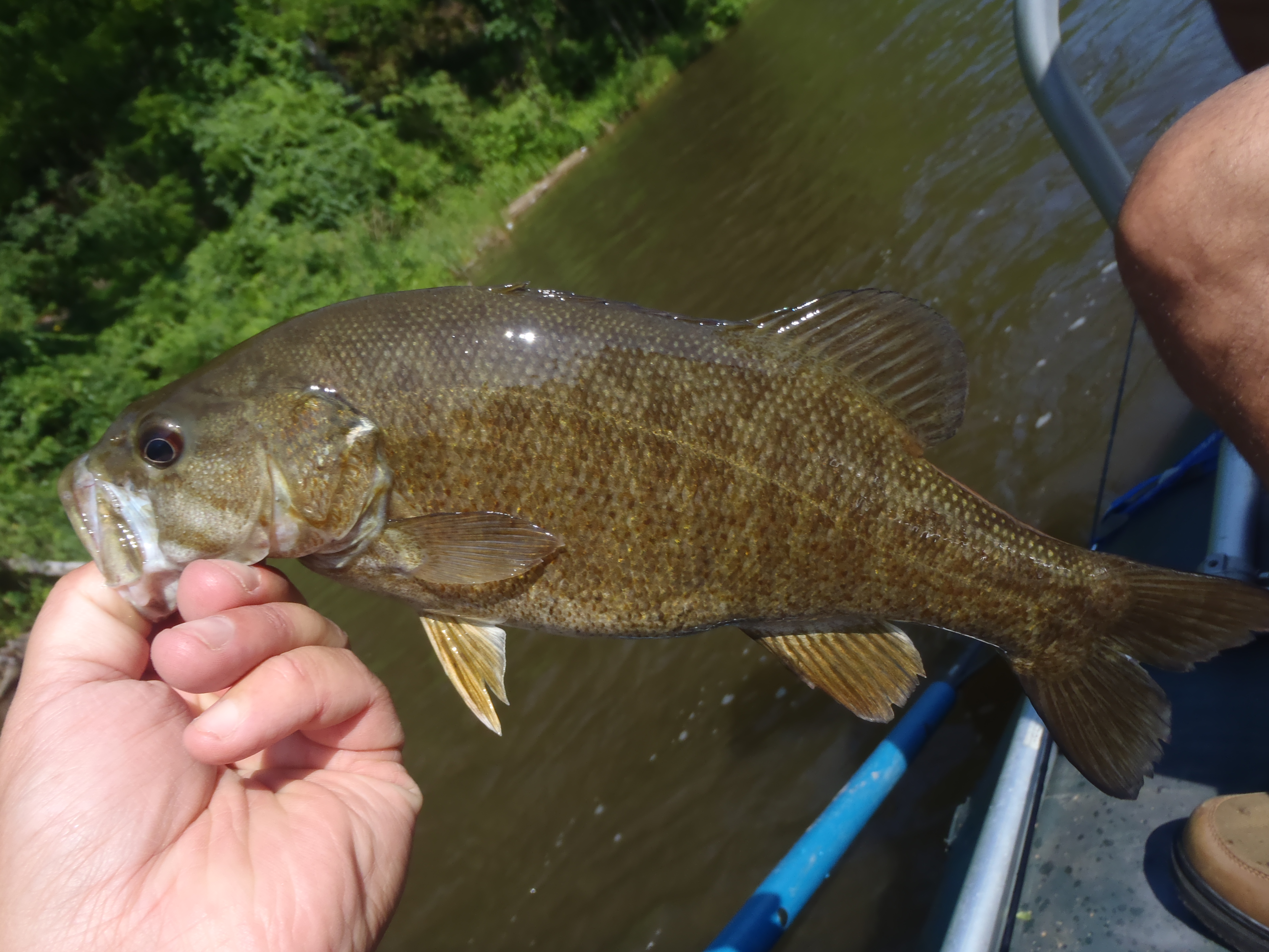 Guided Smallmouth Wade and Float Trips in Western North Carolina
