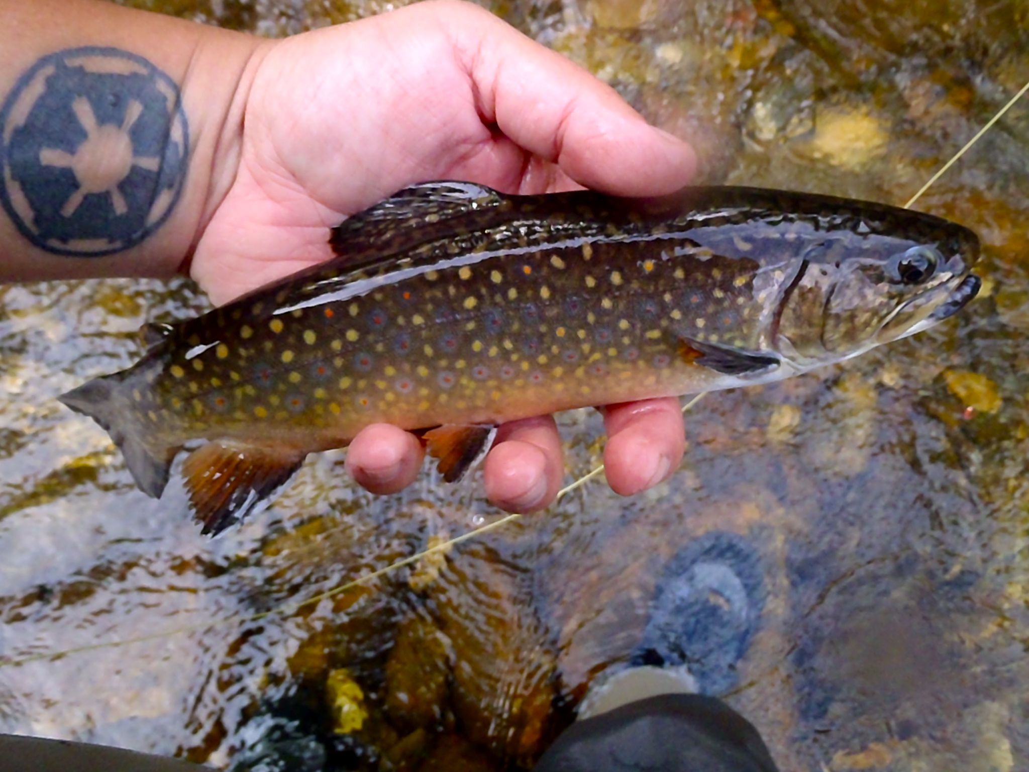 Fly Fishing the Tuckasegee River and West Fork of the Pigeon River
