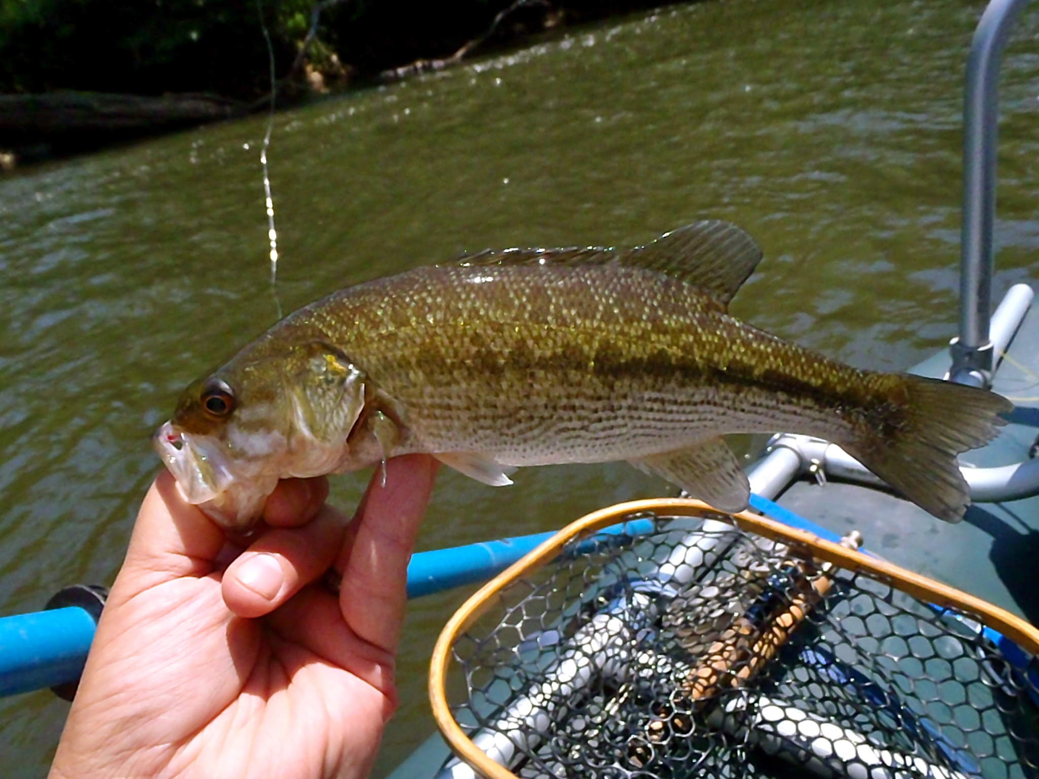 Guided Smallmouth Trips in Western North Carolina Hookers Fly Shop