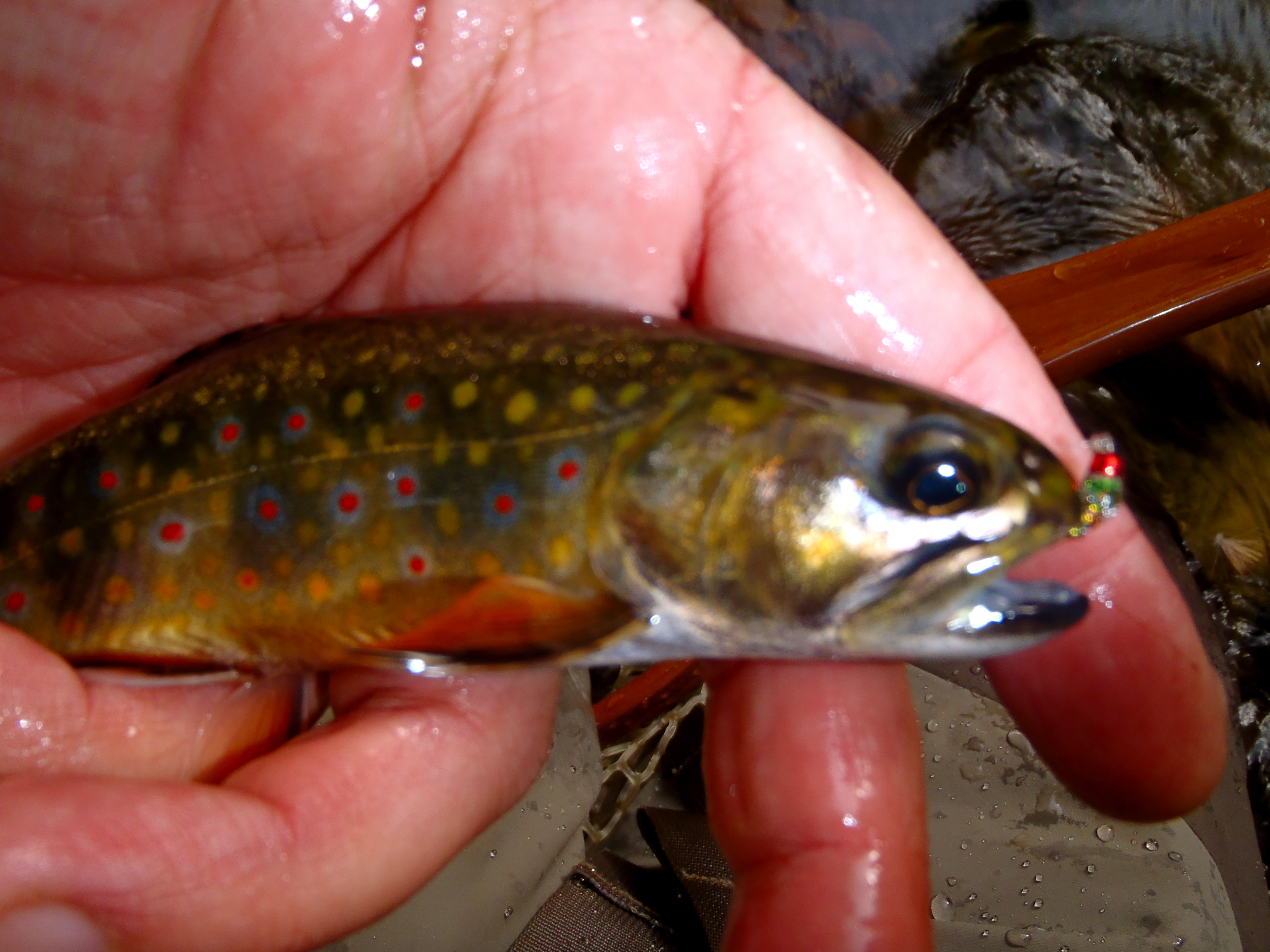 Guided Fly Fishing in Waynesville, NC Hookers Fly Shop and Guide Service. Your Smokies Fly