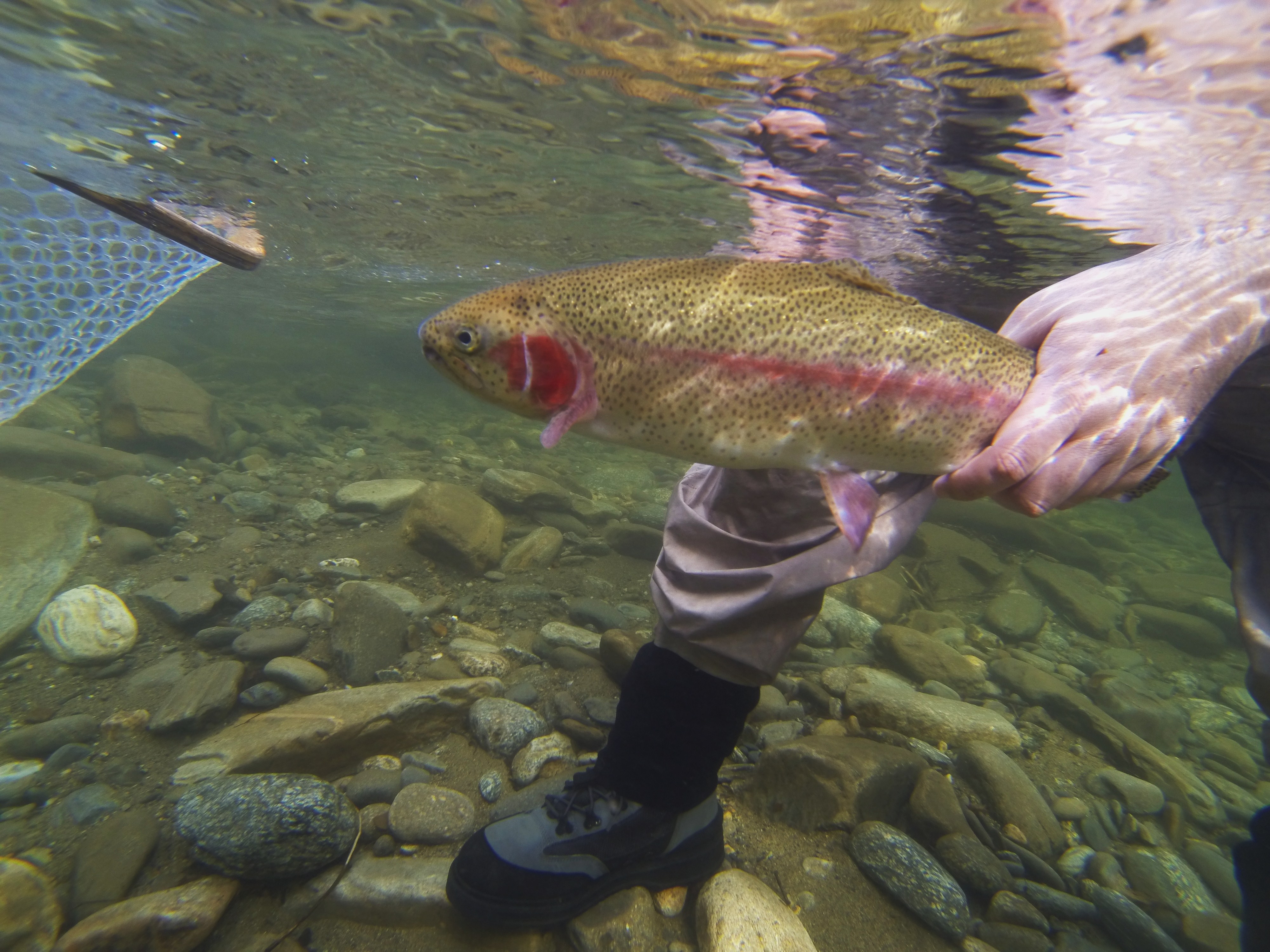 Guided Fly Fishing in Cherokee, NC Hookers Fly Shop and Guide Service