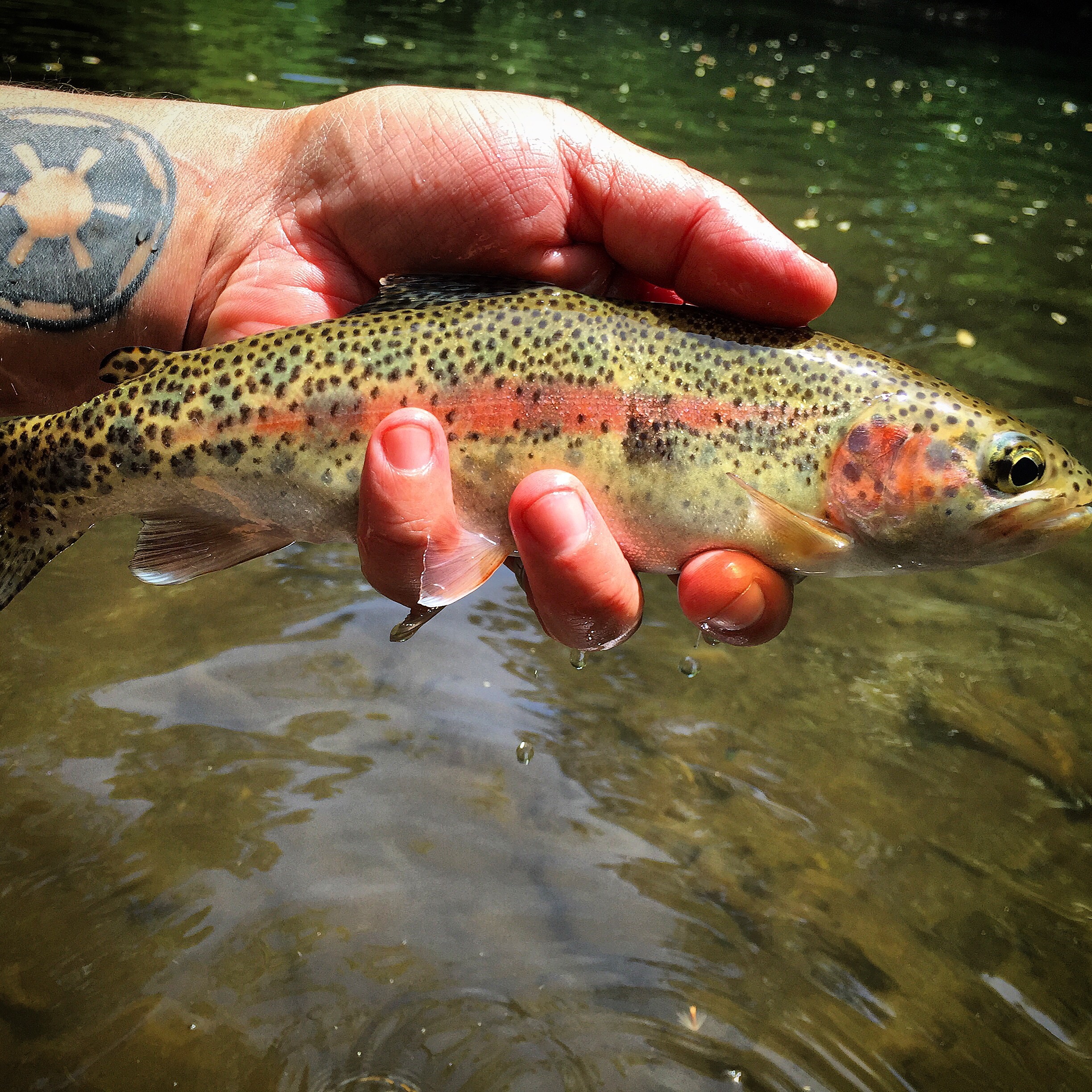 Fly Fishing Hazel Creek Hookers Fly Shop and Guide Service. Your