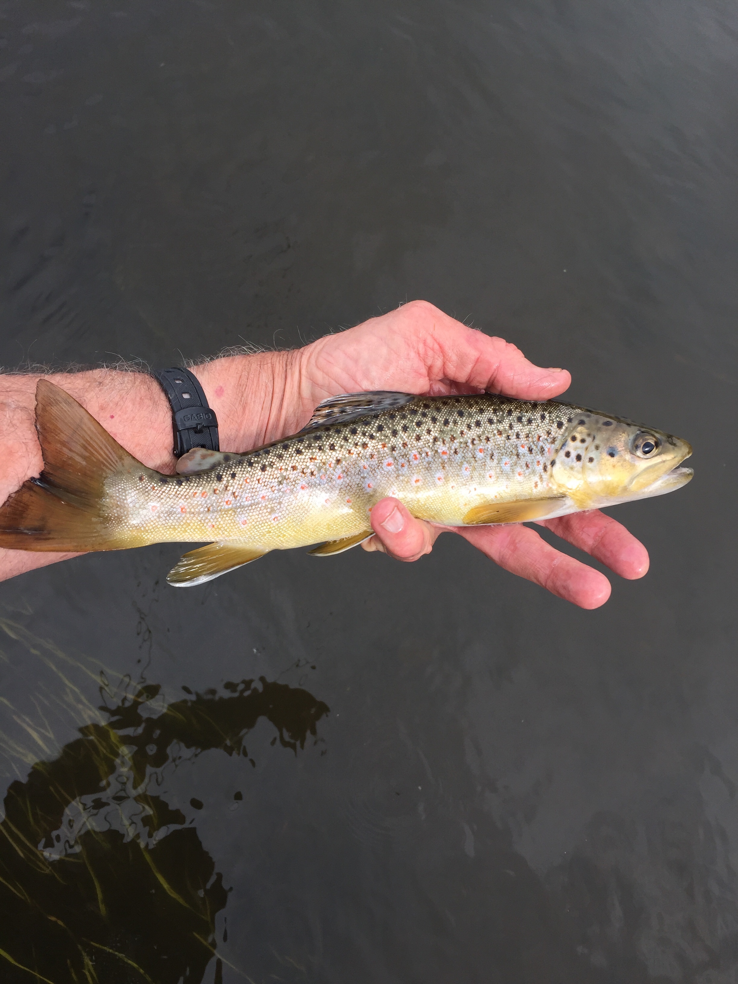 Into The Backcountry Prospecting For Trout On Two New Remote Creeks