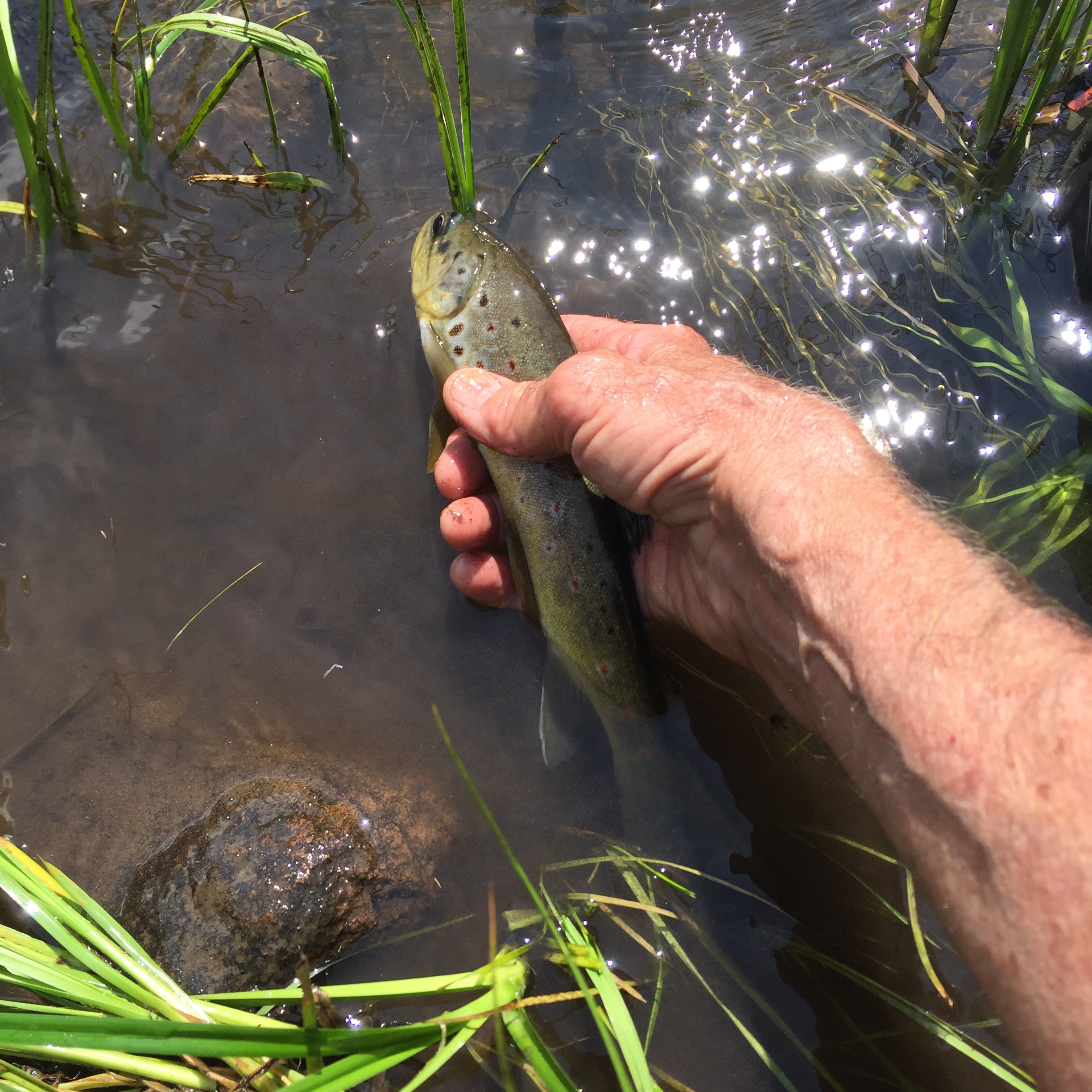 Into The Backcountry Day 3 Prospecting For Trout On Carnero Creek