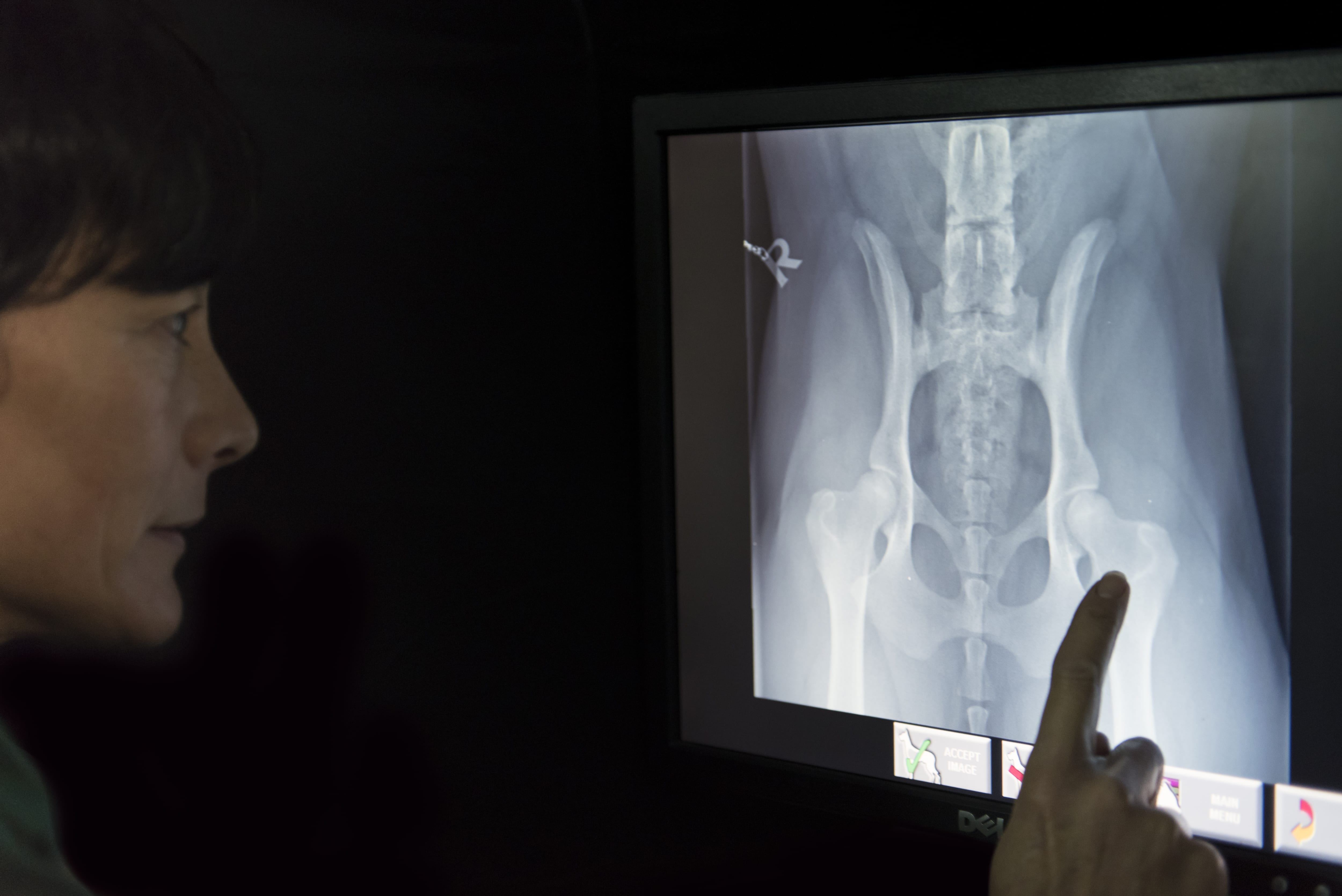 BVA Hip and Elbow Dysplasia Screening Hook Norton Veterinary Surgeons