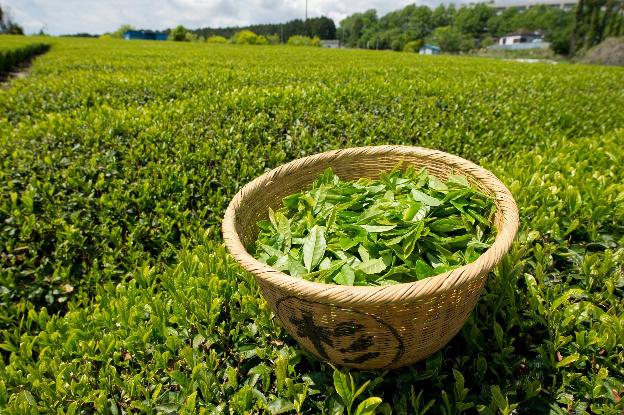 How Can Camellia Sinensis (Tea Plant) Benefit Your Skin? HooShout
