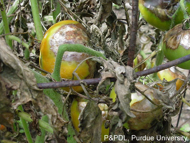 Purdue pathologists confirm tomato disease in Indiana Hoosier Gardener