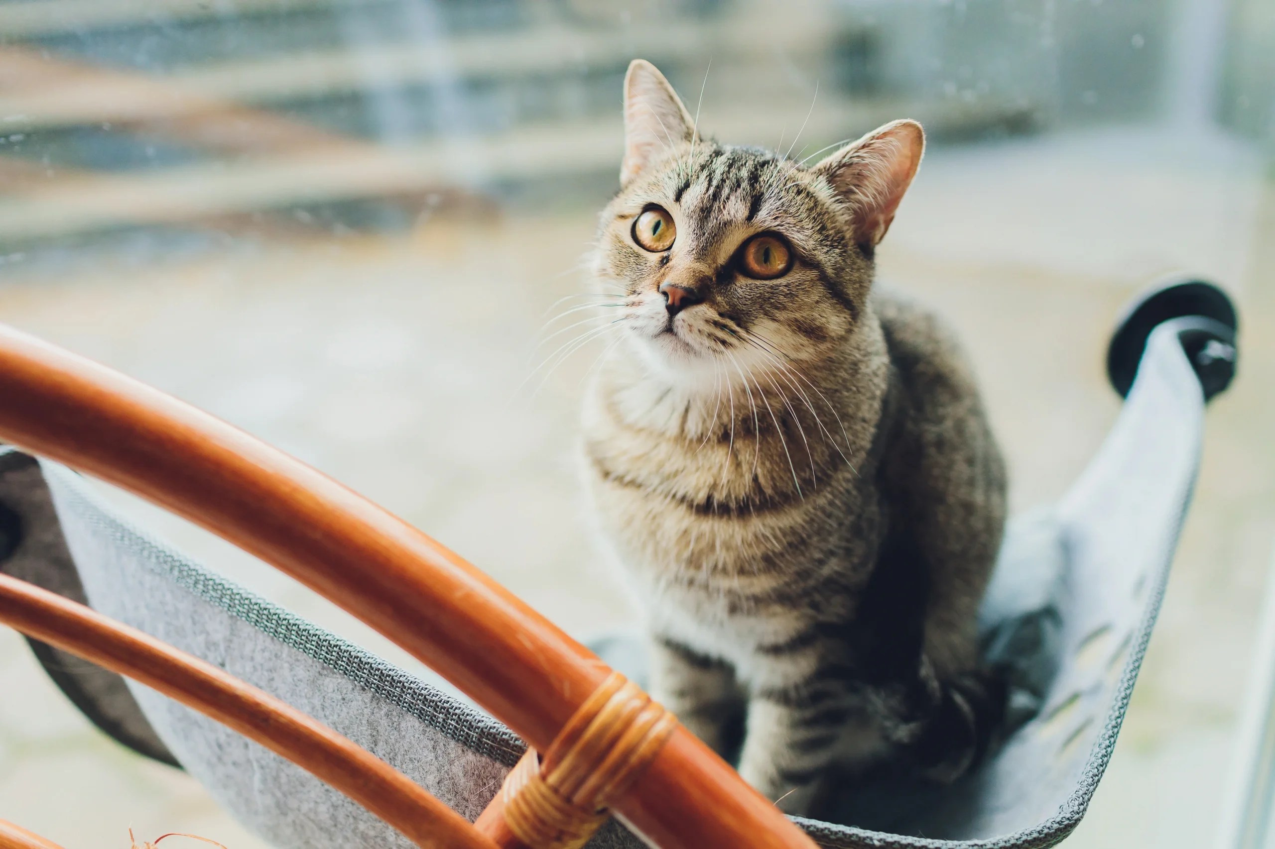 5 Types of Cat Personalities and What They Mean HooSpeak