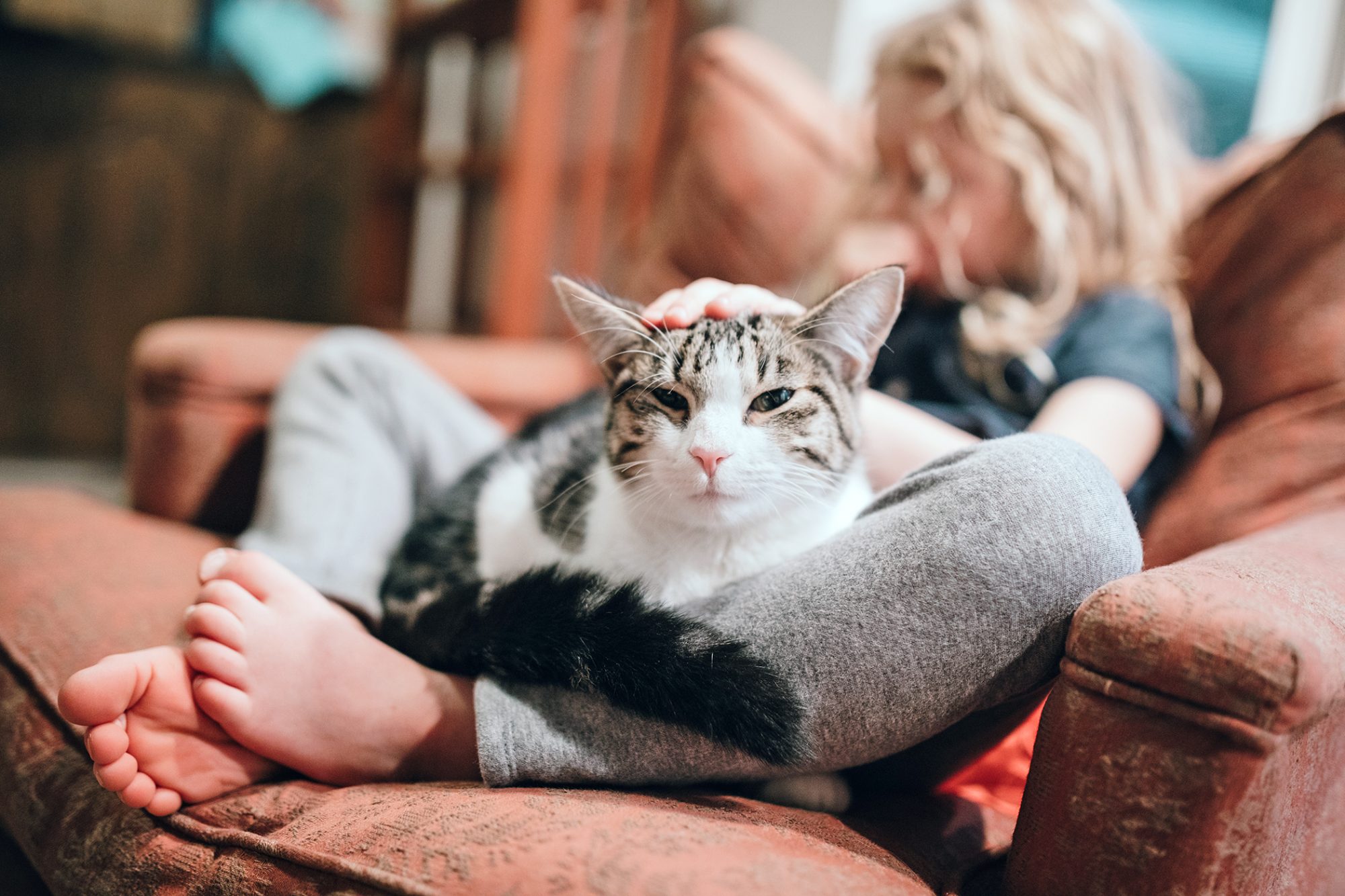 5 Types of Cat Personalities and What They Mean HooSpeak