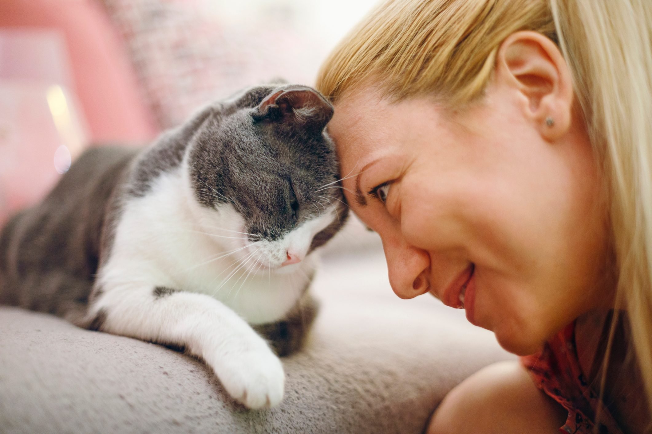 How Cats Choose Their Favorite Person The Science Behind It All HooSpeak