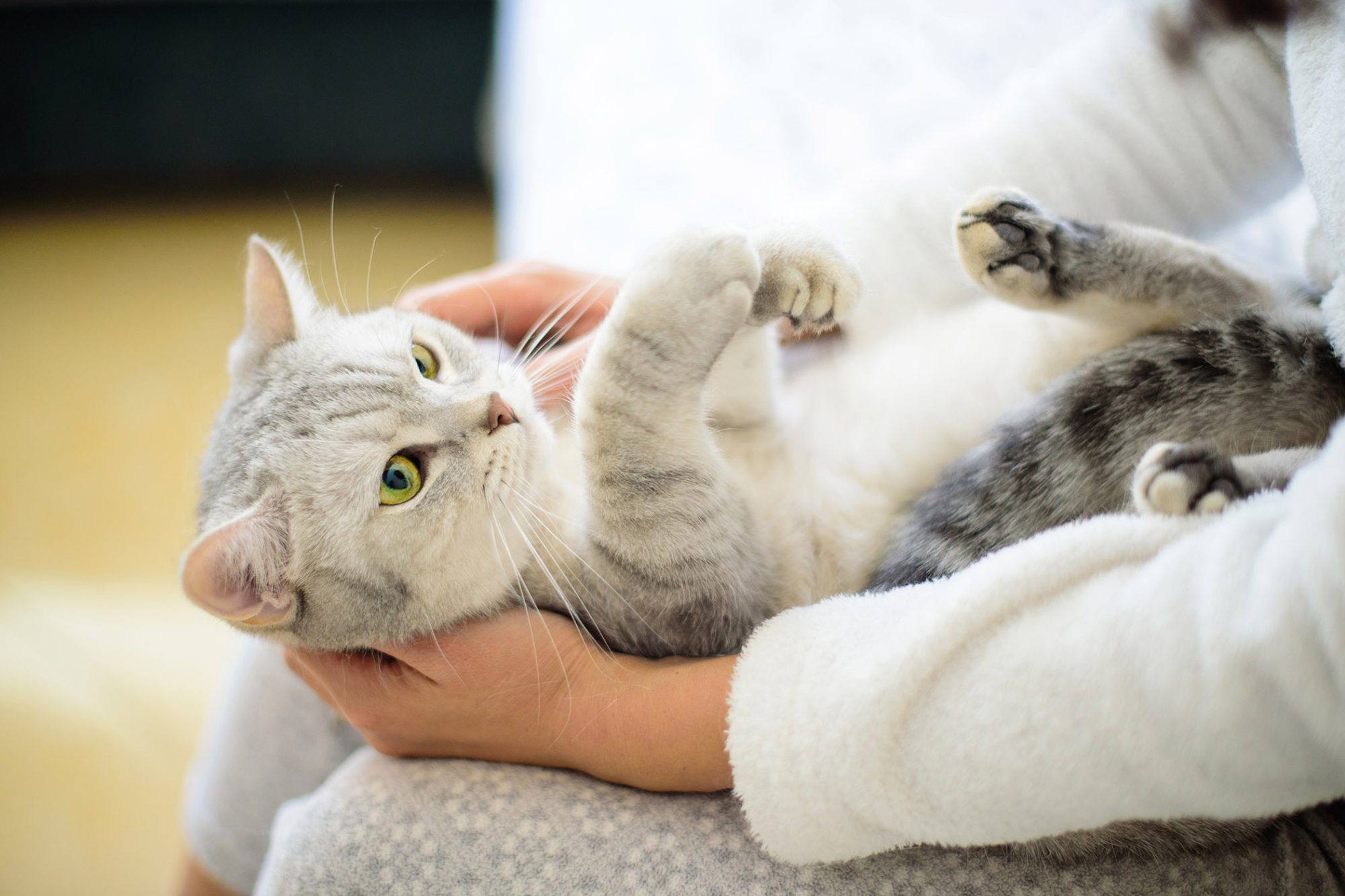 Do Cats Know When You’re Sad? And What to Do About It HooSpeak