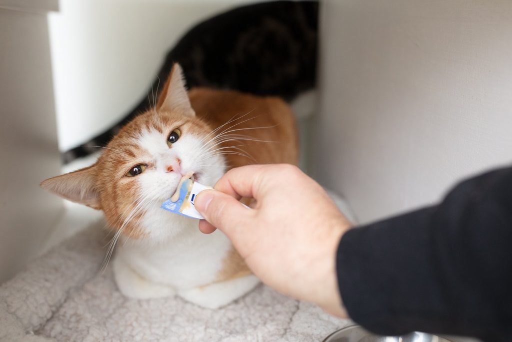 How to Pill a Cat The Ultimate Guide HooSpeak