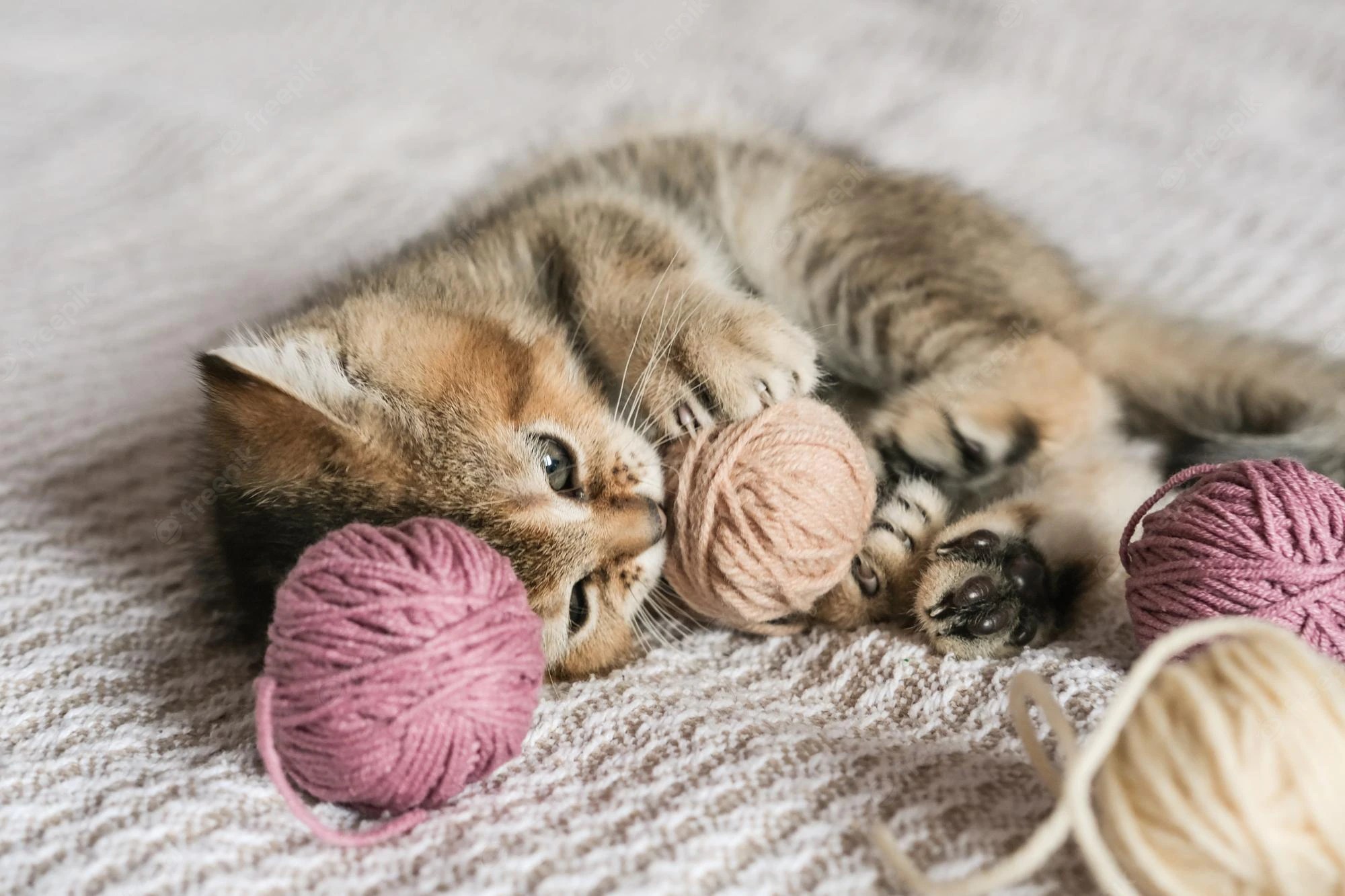 Why Do Cats Love String? 5 Reasons Every Cat Owner Needs to Know HooSpeak