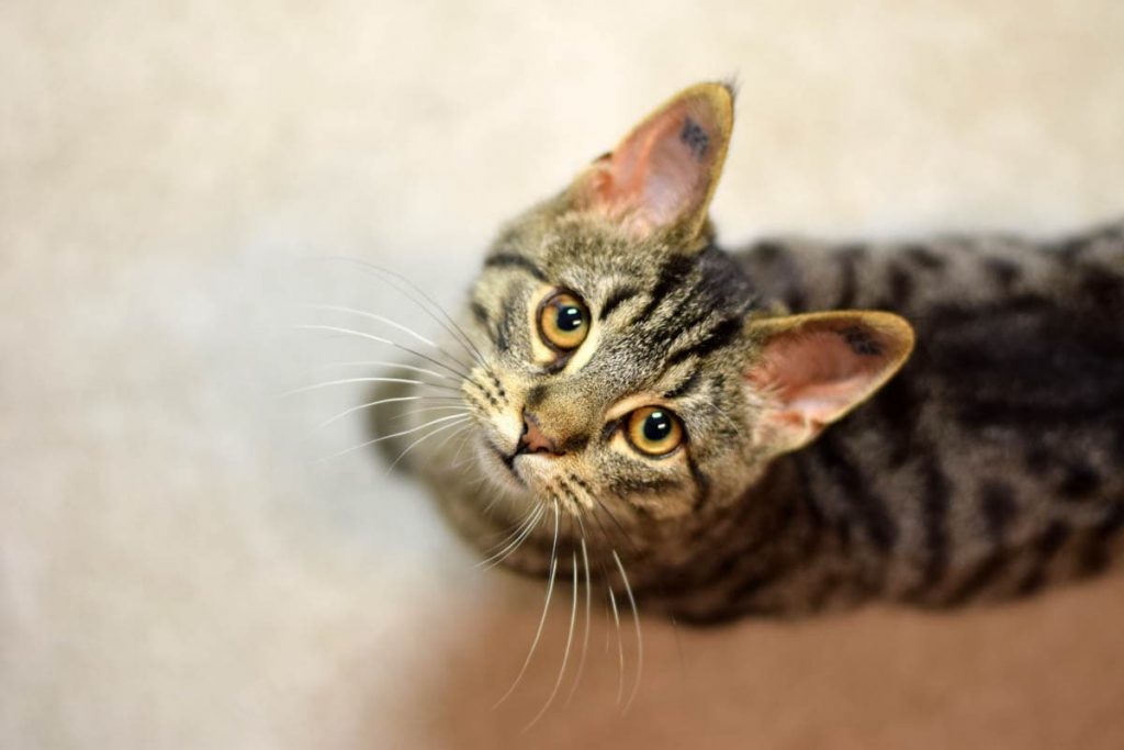 Why Do Cats Put Their Ears Back? HooSpeak