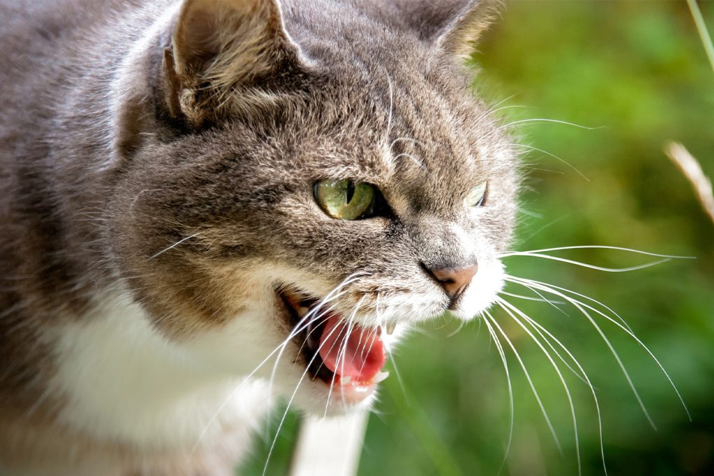 The Secret Behind Your Cat's Howling Understanding Feline