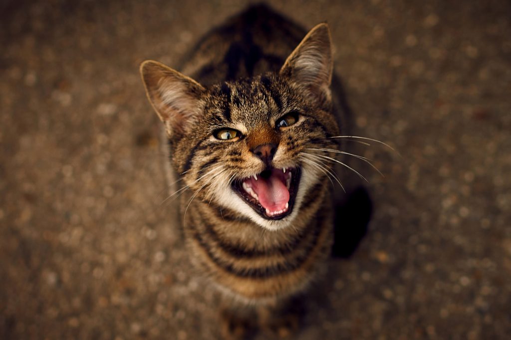 The Secret Behind Your Cat's Howling Understanding Feline Vocalizations HooSpeak