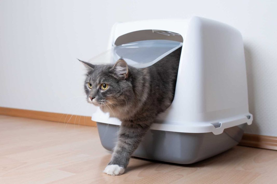 The Scoop on Feline Urinary Habits How Often Do Cats Pee? HooSpeak