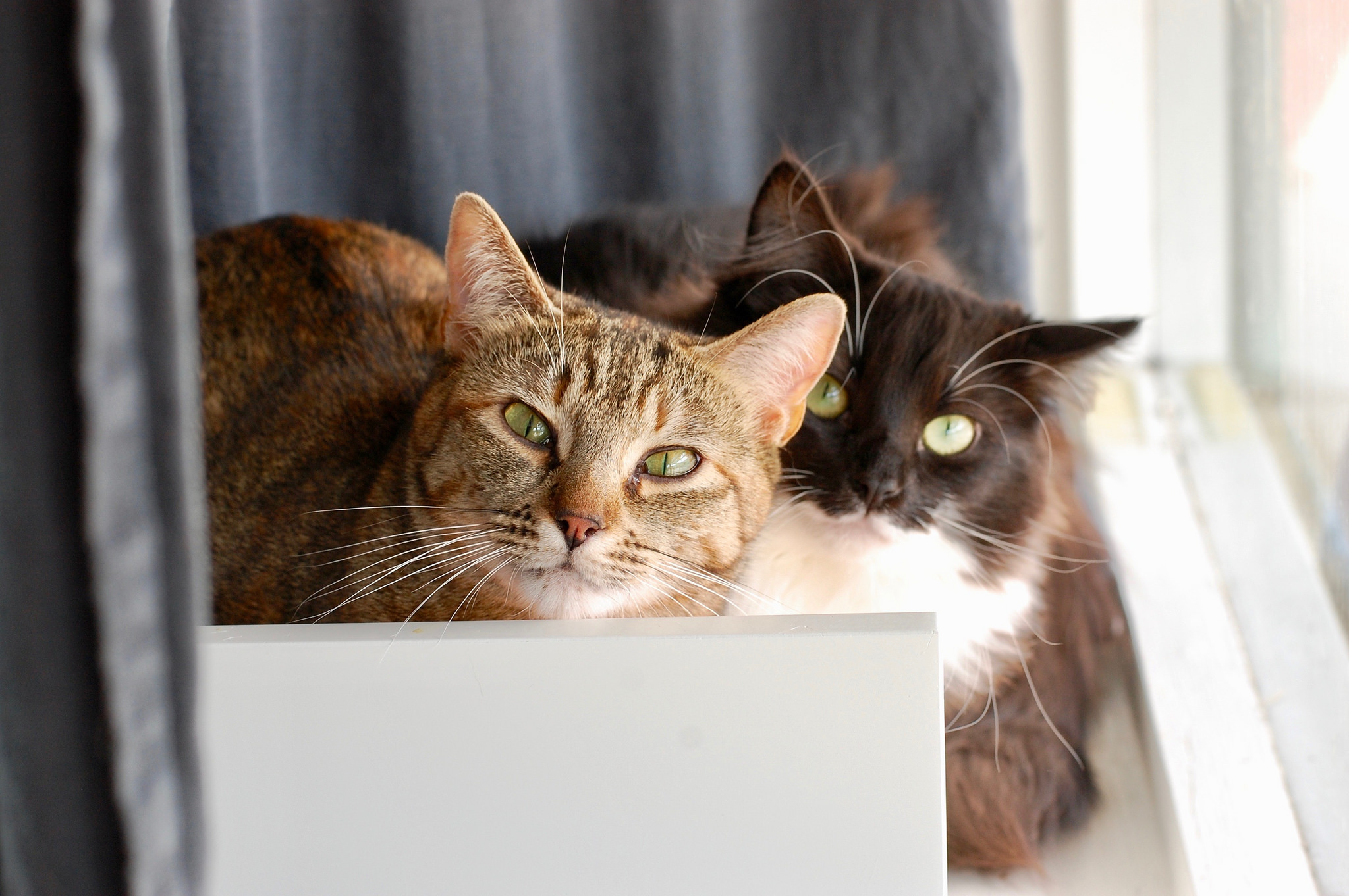 How To Introduce A New Kitten To An Older Cat? HooSpeak