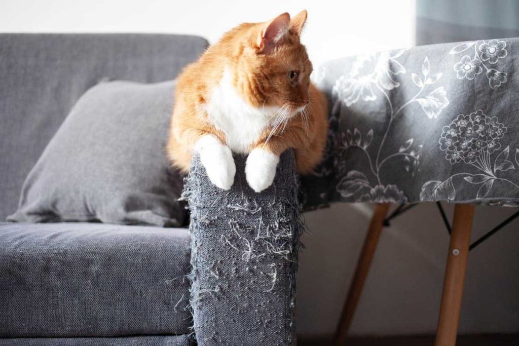 Spray, Scratch, and Scent Understanding How Cats Mark Their Territory