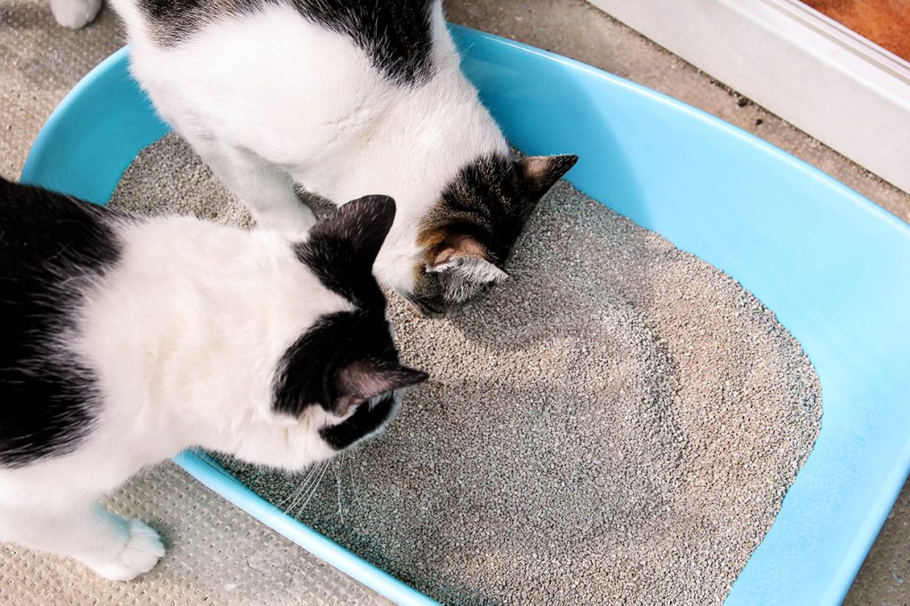 Why Do Cats Bury Their Poop? Exploring the Instinctual Behavior of our