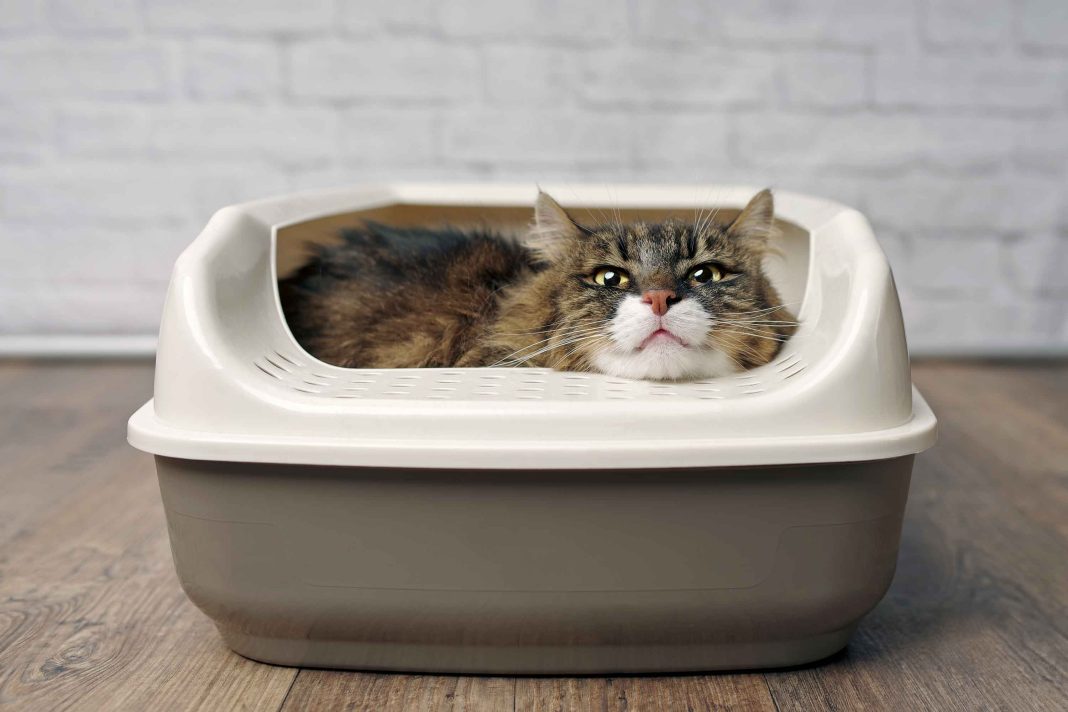 Why Do Cats Bury Their Poop? Exploring the Instinctual Behavior of our