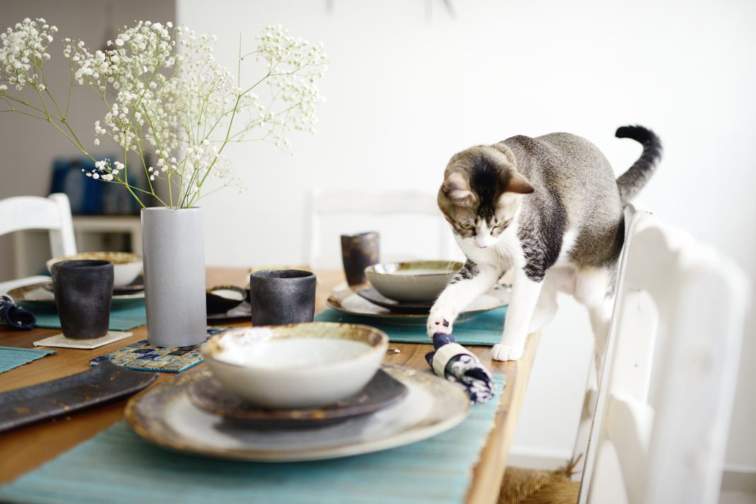Why Do Cats Have the Urge to Push Things Off Tables? Exploring the
