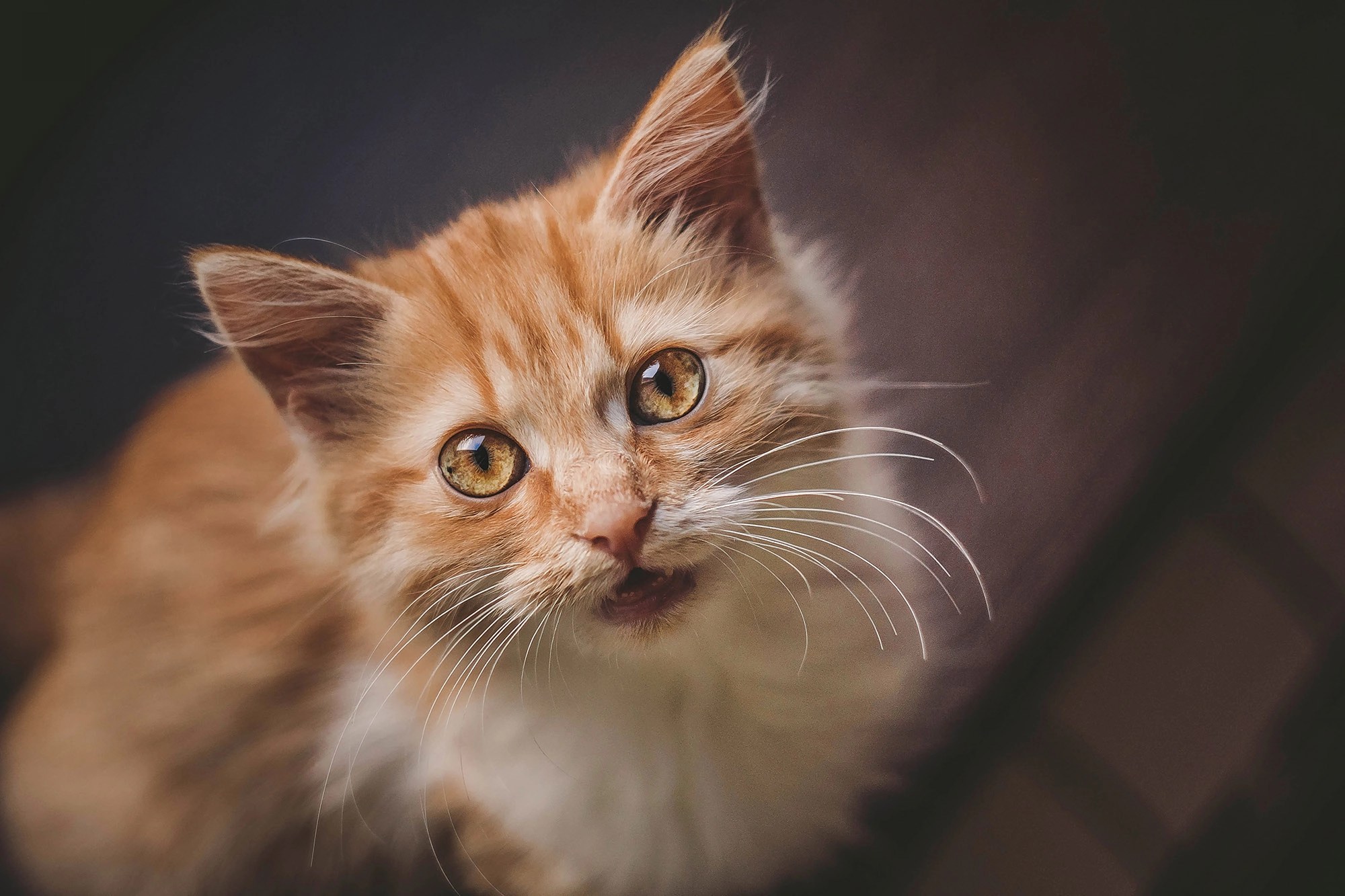 Cat Chirping What Is It And What Does It Mean? HooSpeak