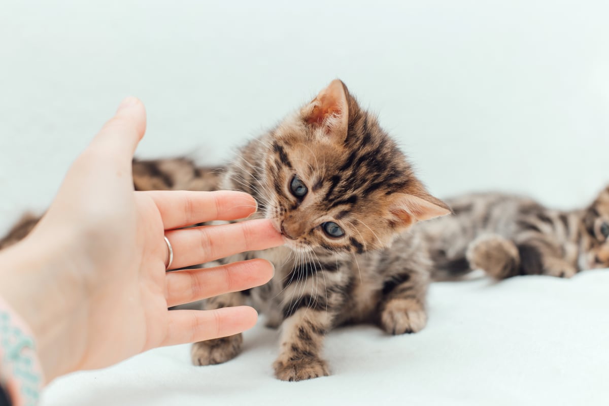 Understanding the "Kitten Teeth" Phase Why Do Kittens Bite and How to