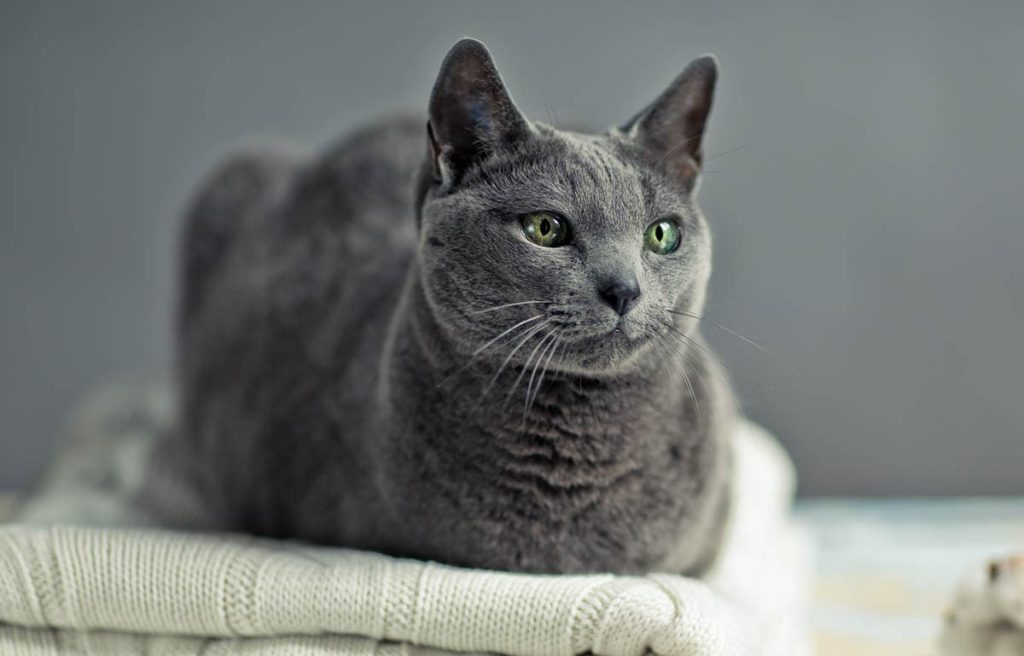 Why Do Cats Sit Like a Loaf? Decoding Your Feline Friend's Behavior HooSpeak