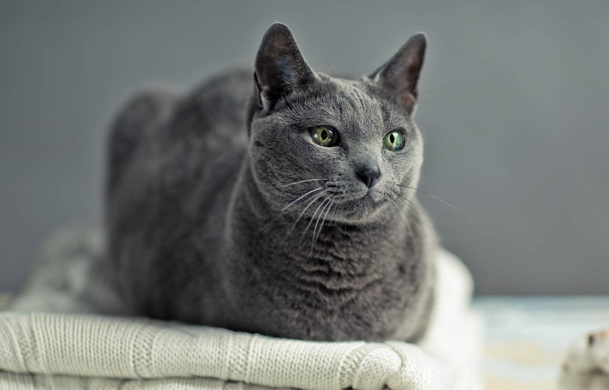 Why Do Cats Sit Like a Loaf? Decoding Your Feline Friend's Behavior