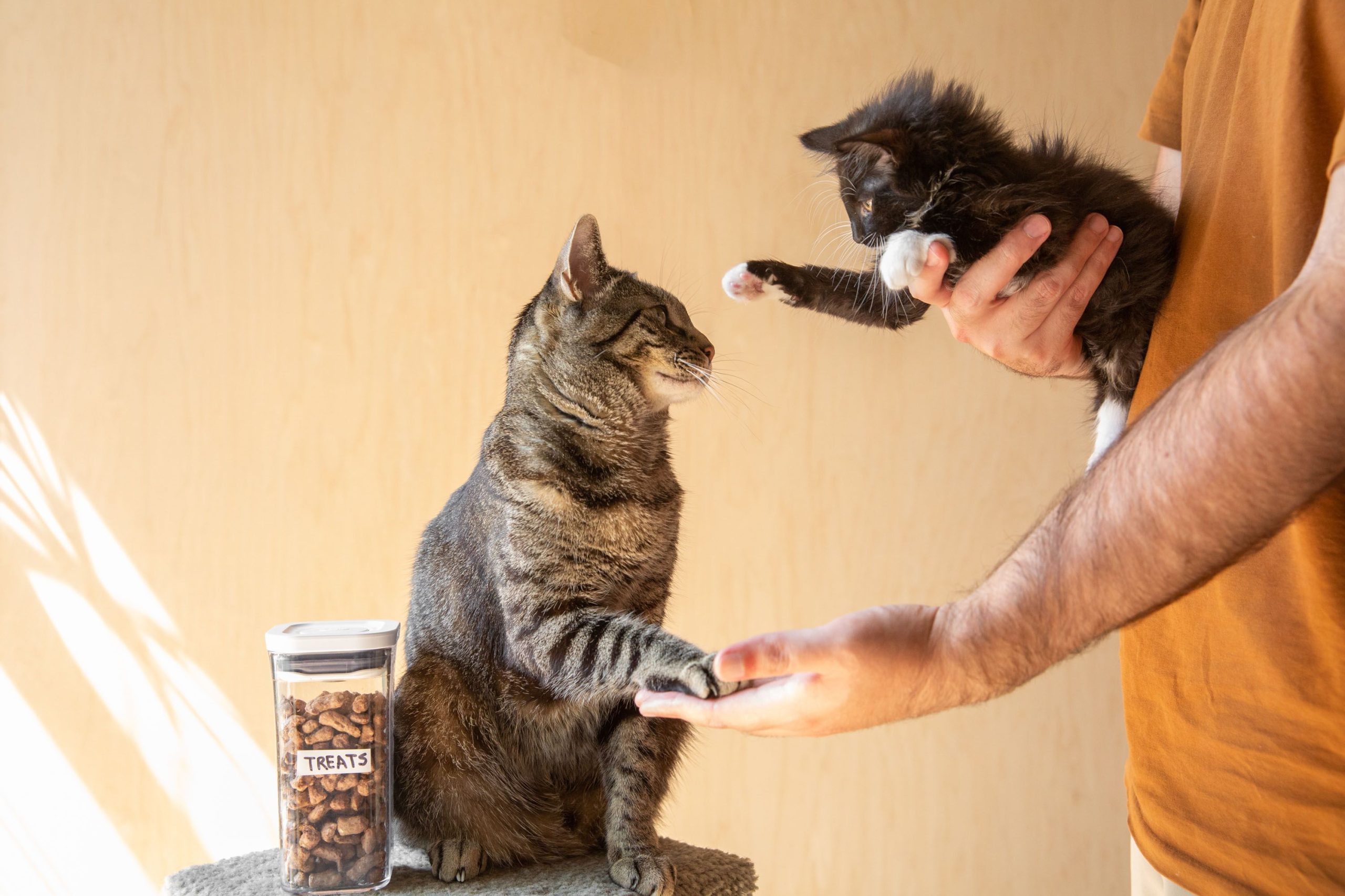 Why Does My Cat Hate Other Cats? HooSpeak