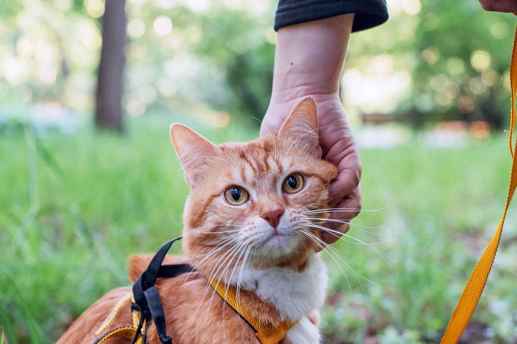 From Meowing to Walking A Beginner's Guide to Leash Training Your Cat