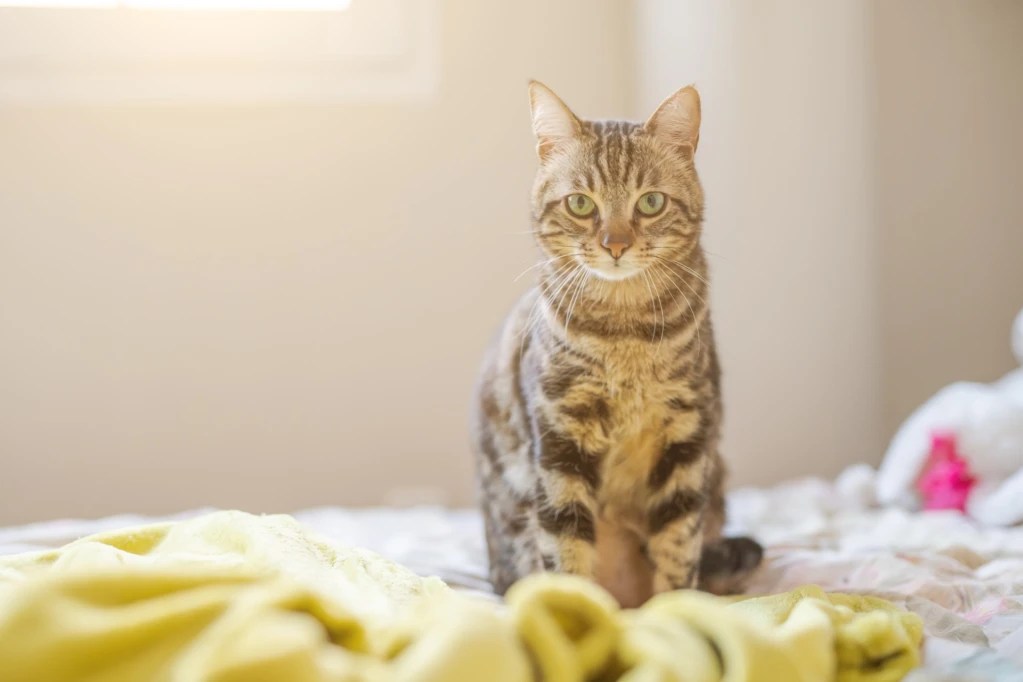 Why Did My Cat Pee On Me? 8 Common Reasons For This Behavior HooSpeak