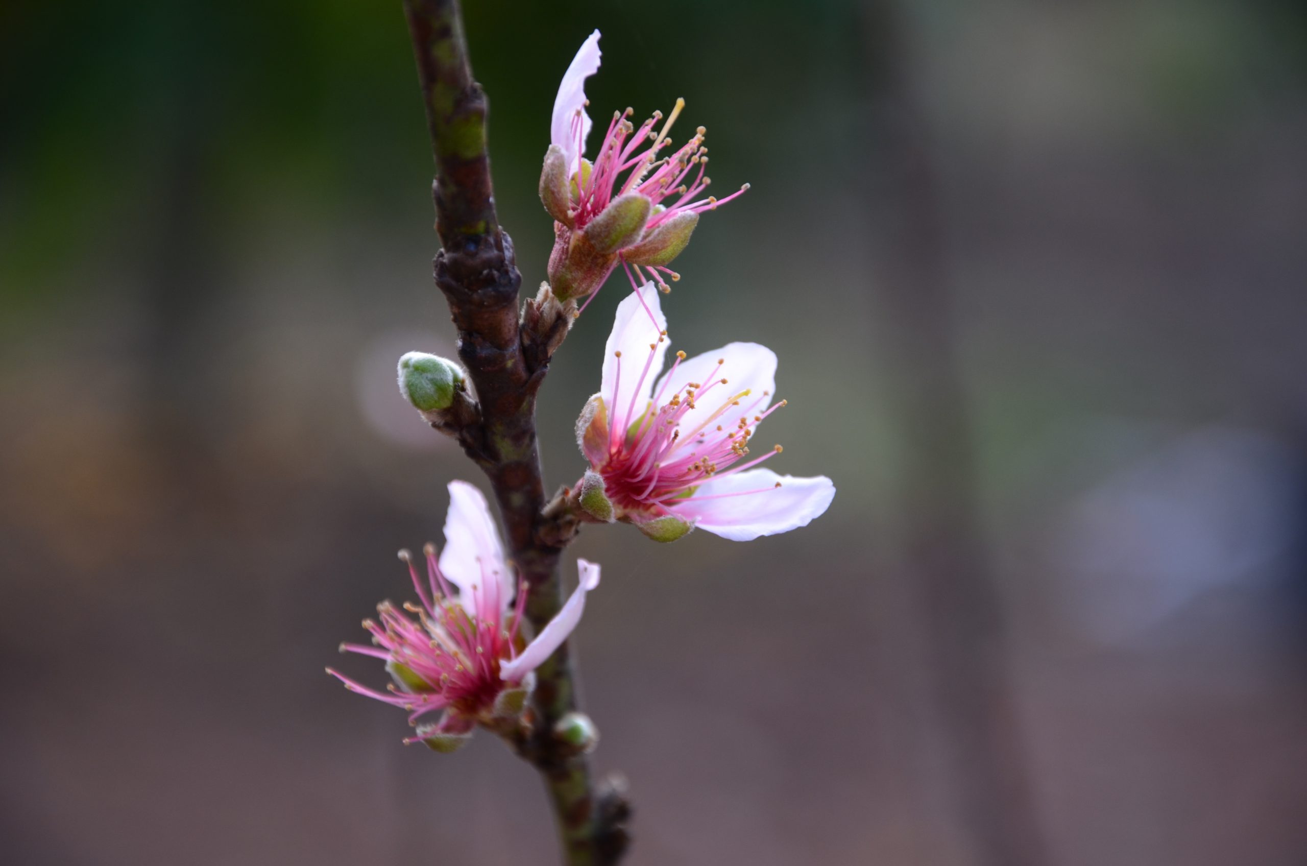 Peach Blossoms Hoot Acre Farm
