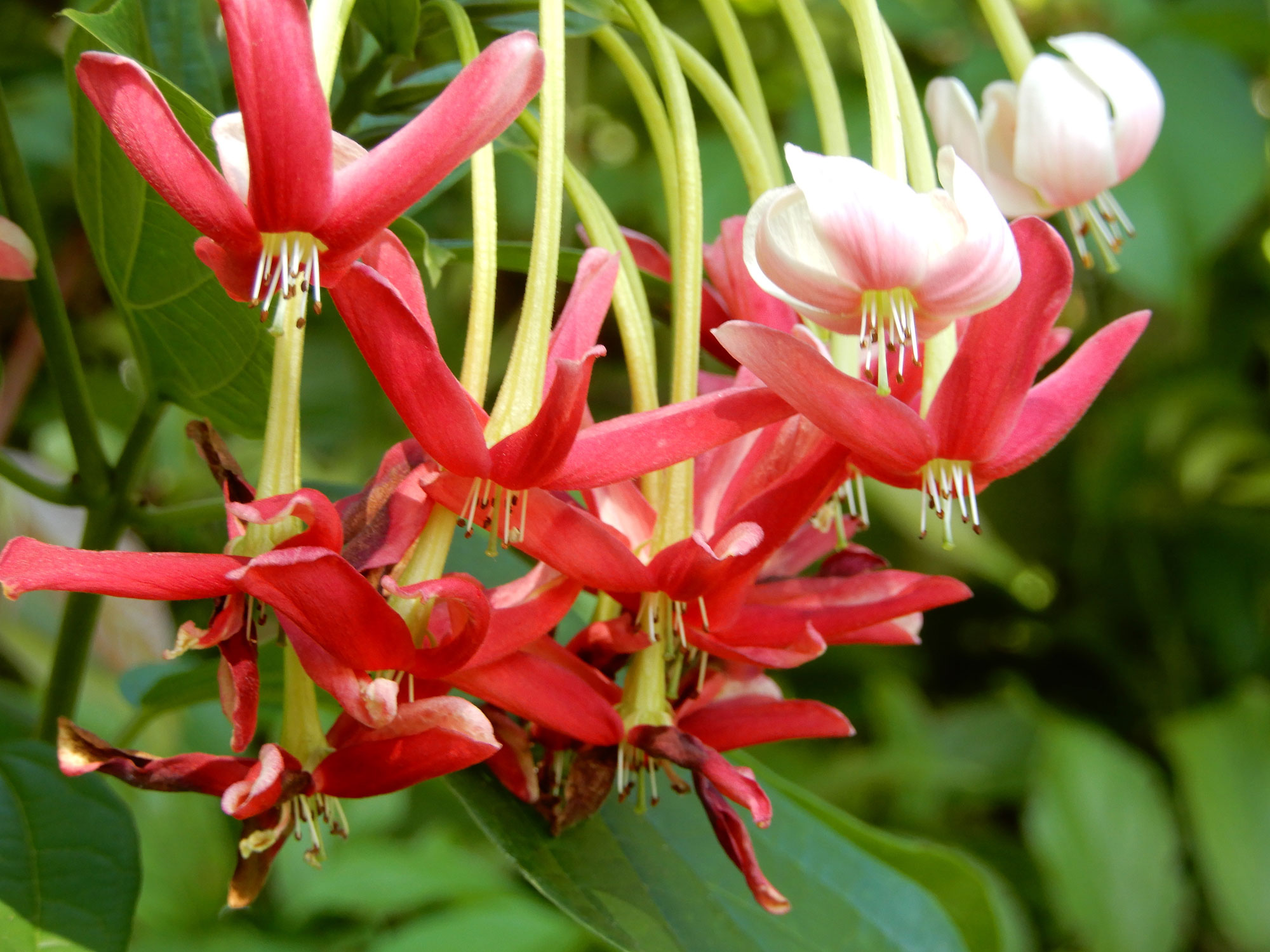 Rangoon Creeper Hoot Acre Farm