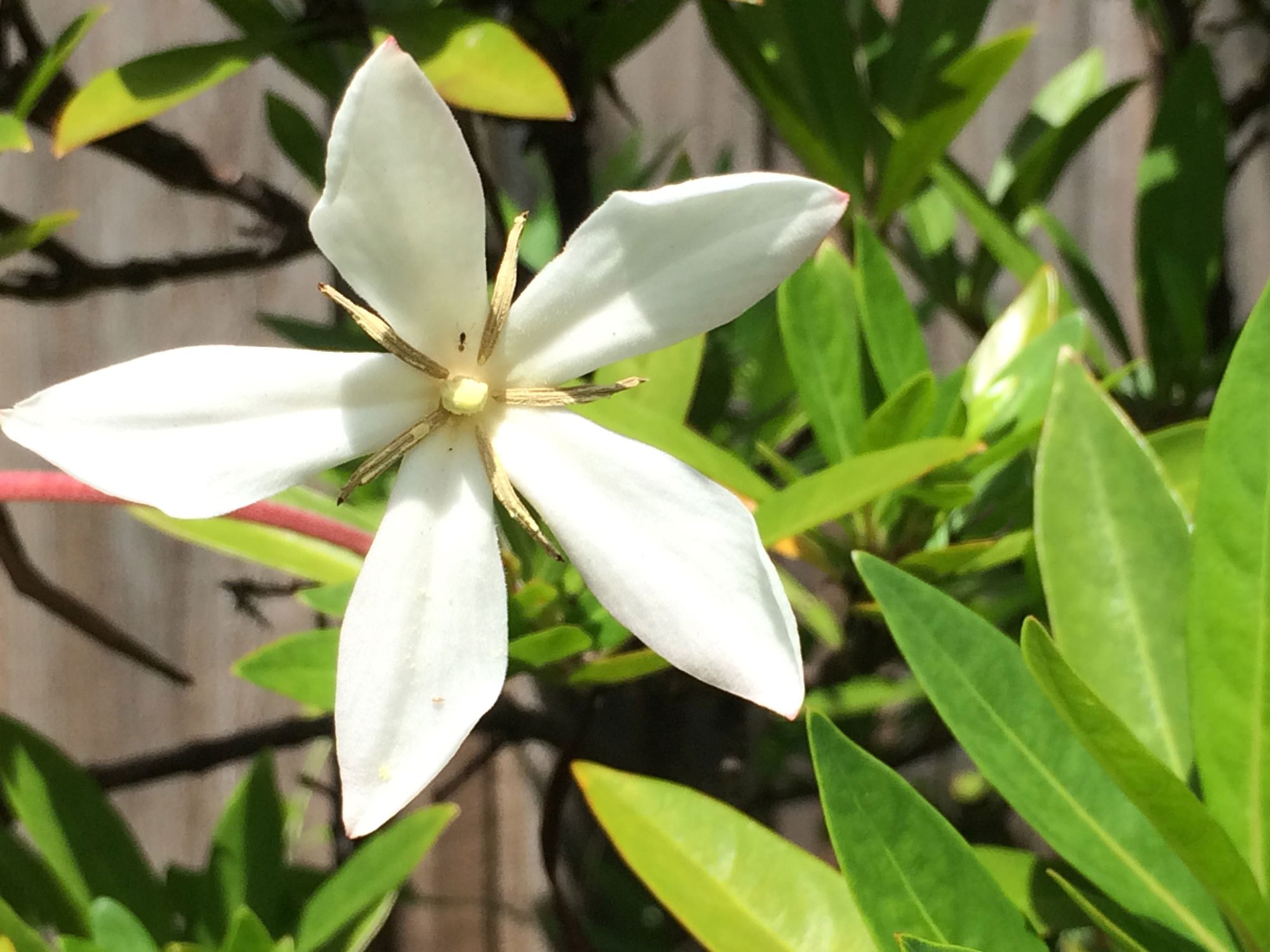 Needle Flower Hoot Acre Farm