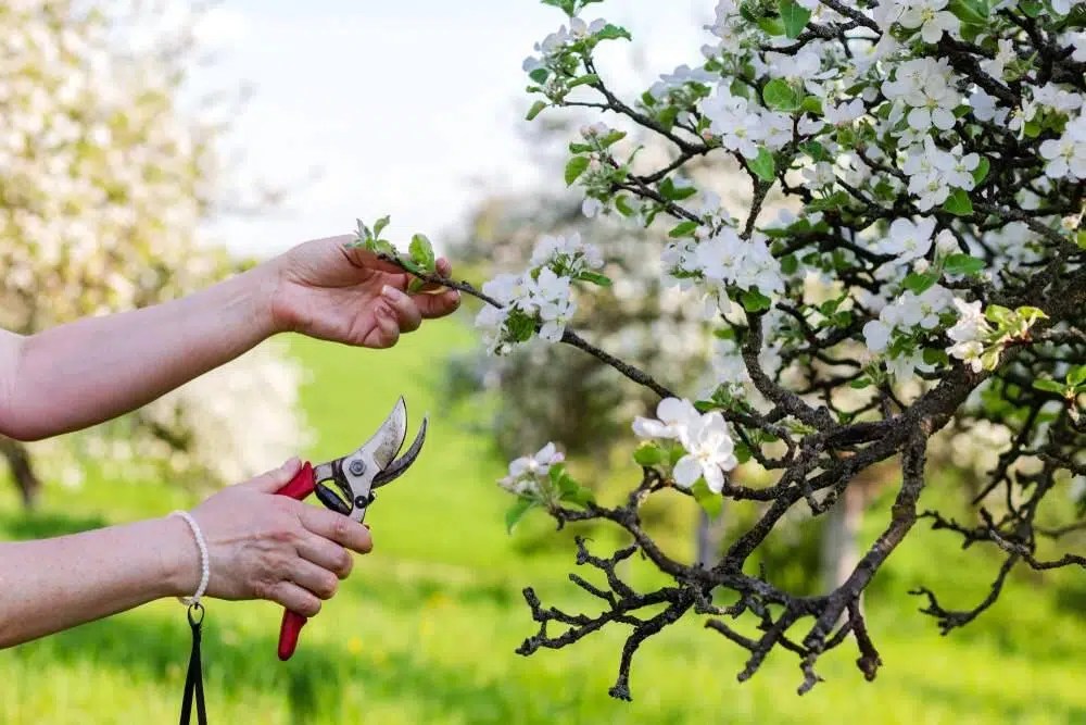 When Is the Best Time to Prune Fruit Trees? Hoover Horticultural