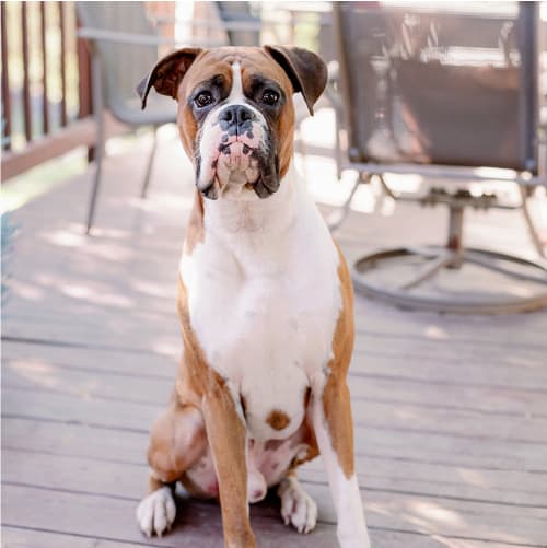 FREE Dog Training Classes And Events • Hope2K9 Foundation