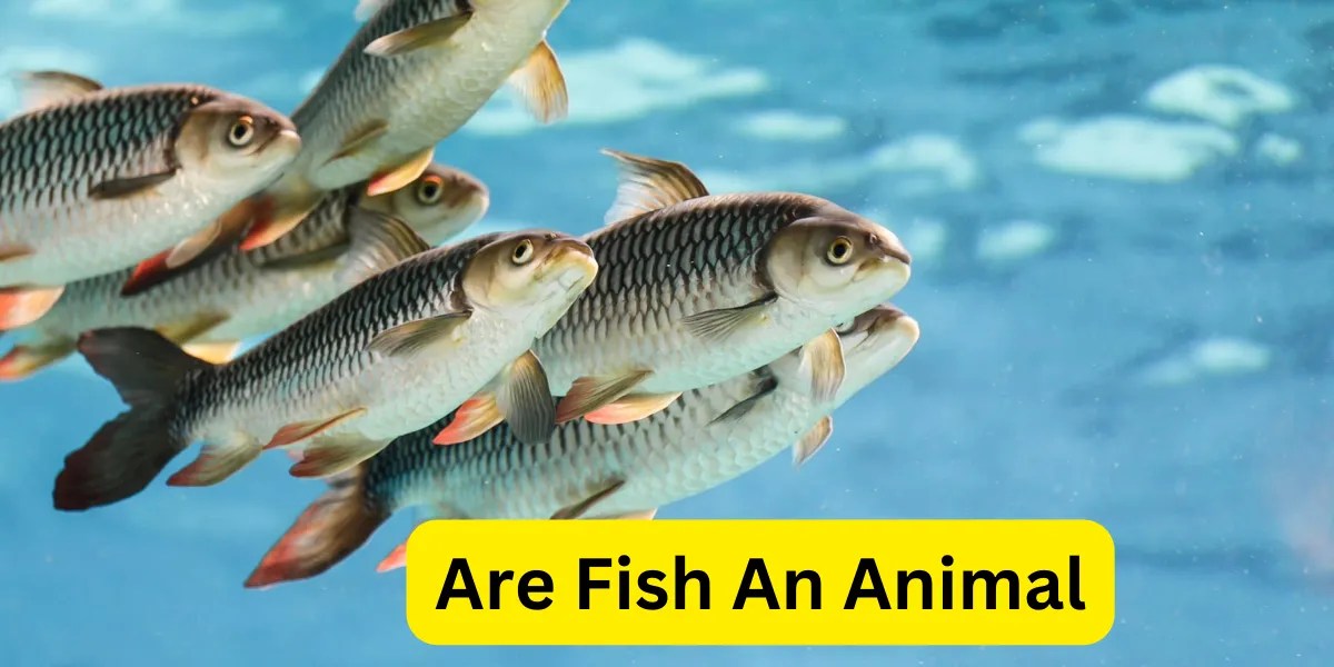 Understanding the Classification Are Fish Considered Animals?