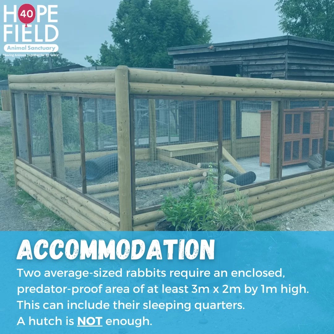 A Guide to Rabbit Welfare Hopefield Animal Sanctuary