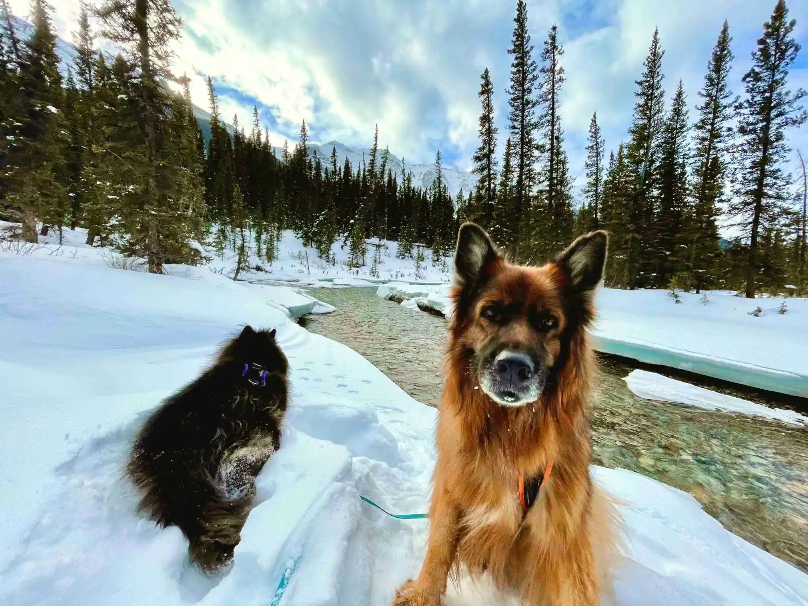 How to Fly With a Dog or Cat Pet Travel Guide Hopeful Explorers