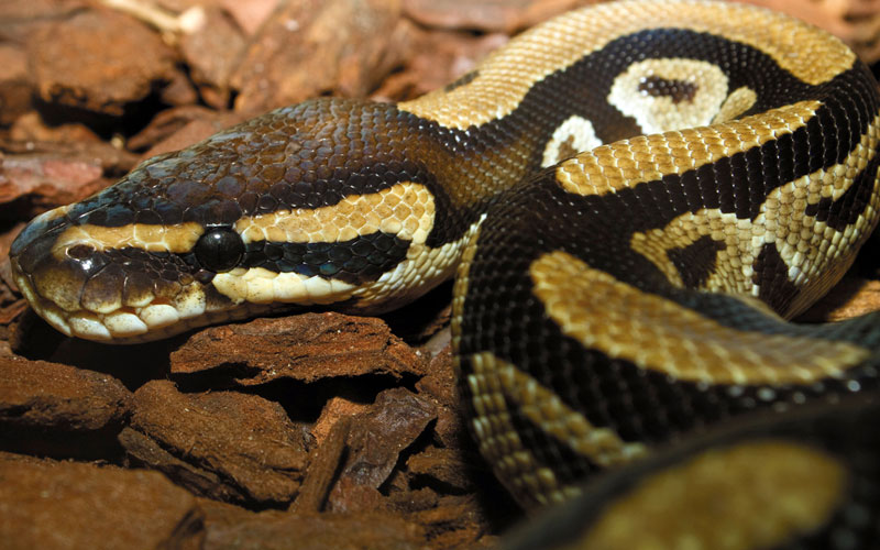 Ball Python Hope Zoo