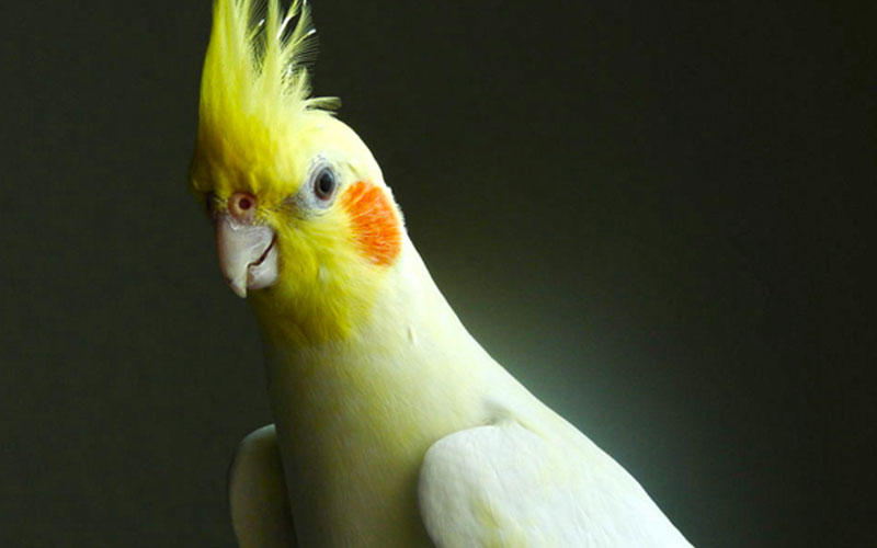 Cockatiel Hope Zoo