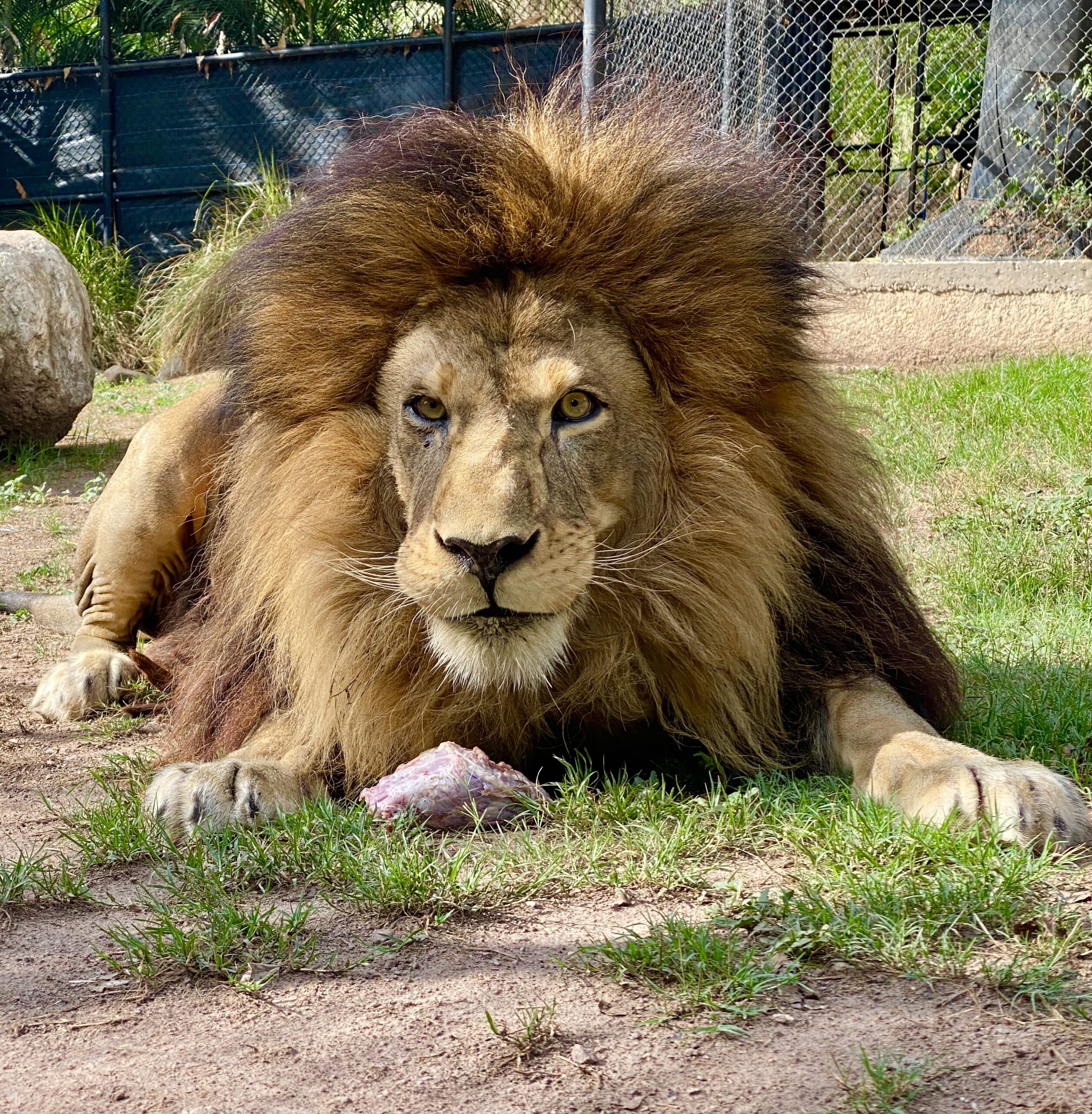 Feed & Vet Care for our zoo animals Hope Zoo