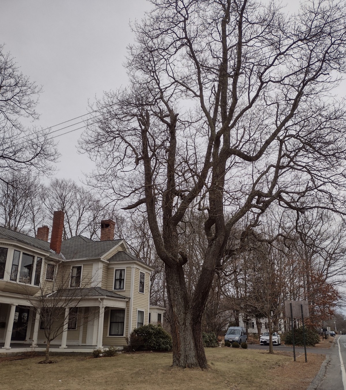 Letter to the Editor Hopkinton home to special sassafras Hopkinton