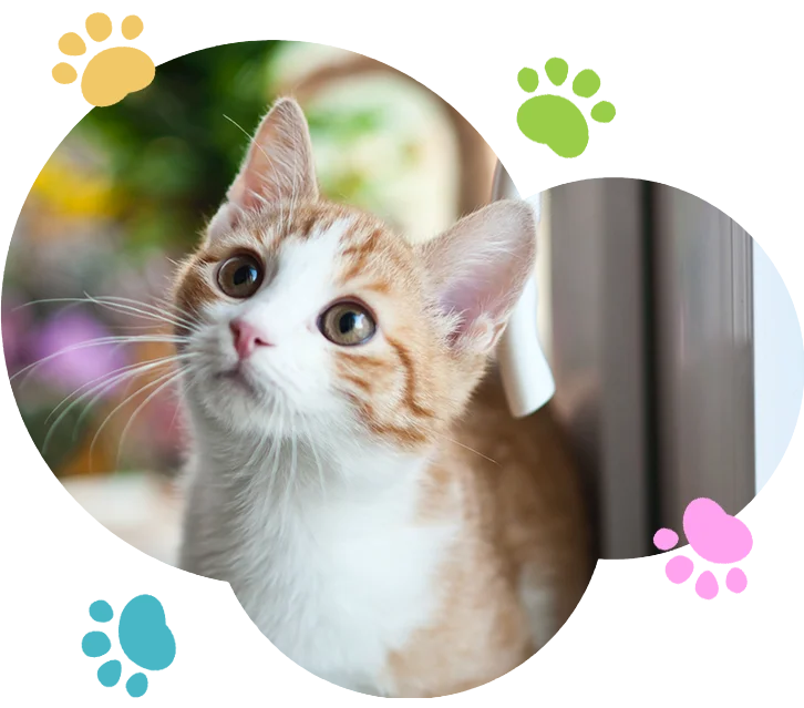 About Our Service Pet Grooming That Near Me By House of Paws