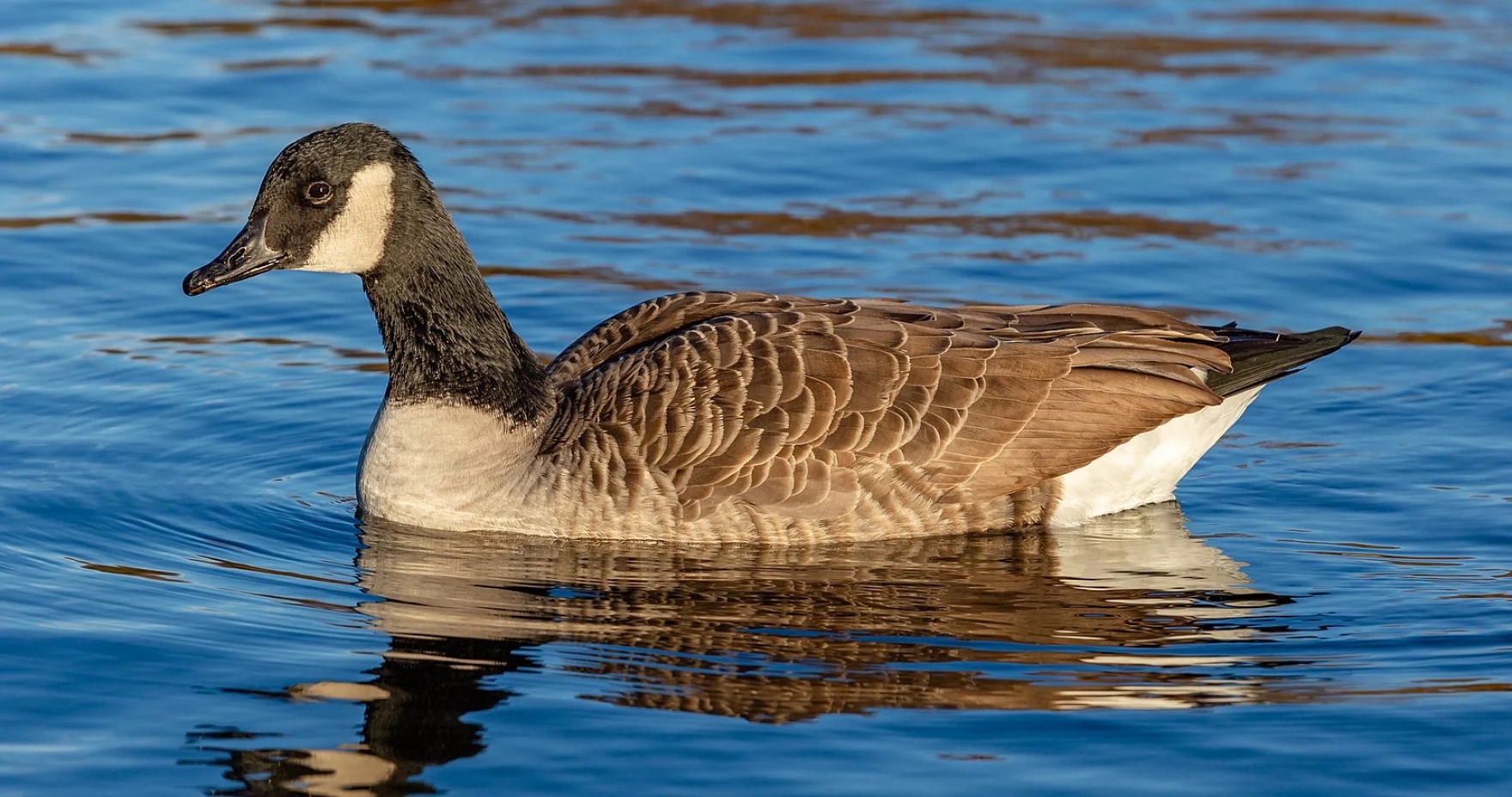 LBL Wildlife Report The Canada Goose