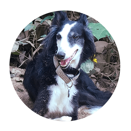 About Desiree Horizon Dog Training Canine Dog Training Greenville