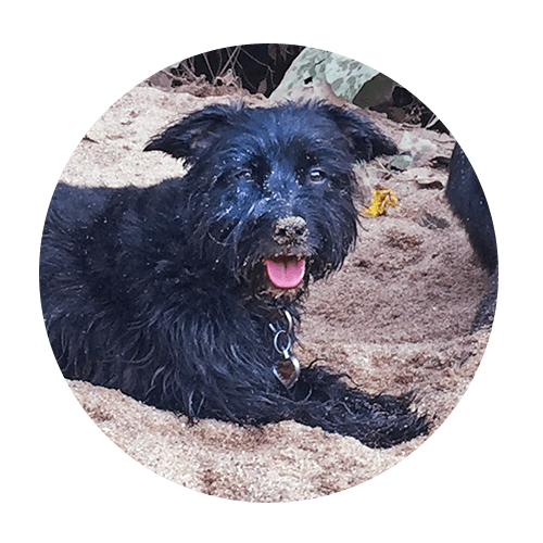 About Desiree Horizon Dog Training Canine Dog Training Greenville